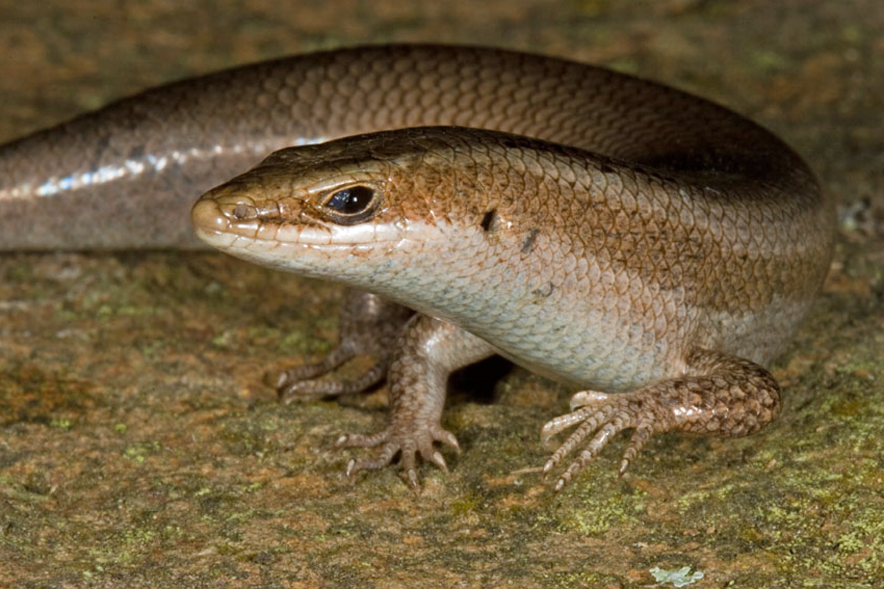Carrot rock skink picture: 1 of 39 new skink species found in the Caribbean