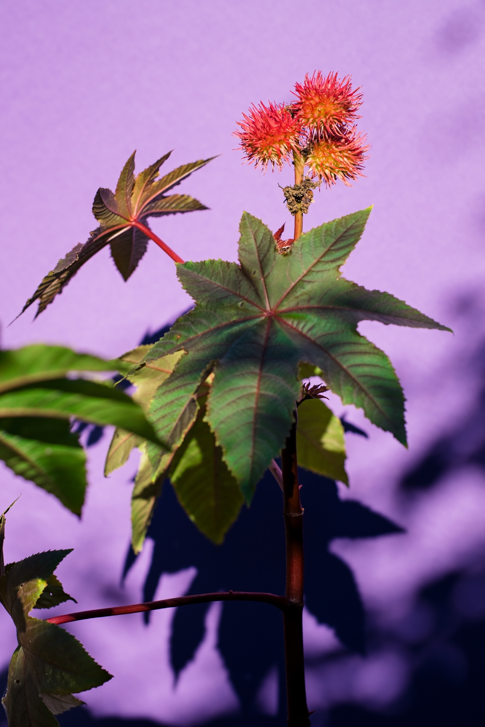 Plant with red flower photographed against a purple backdrop.