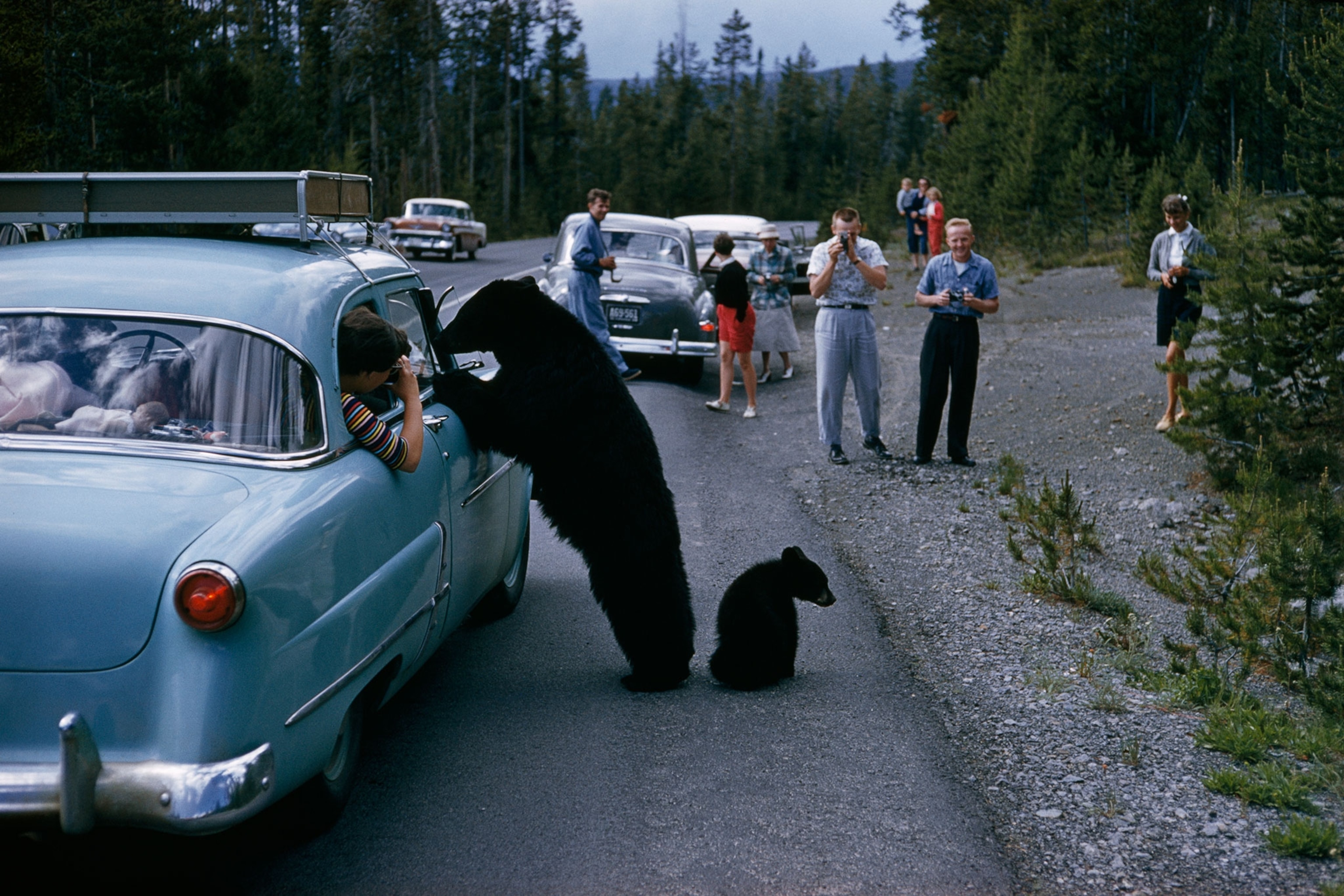 bears in Yellowstone national park