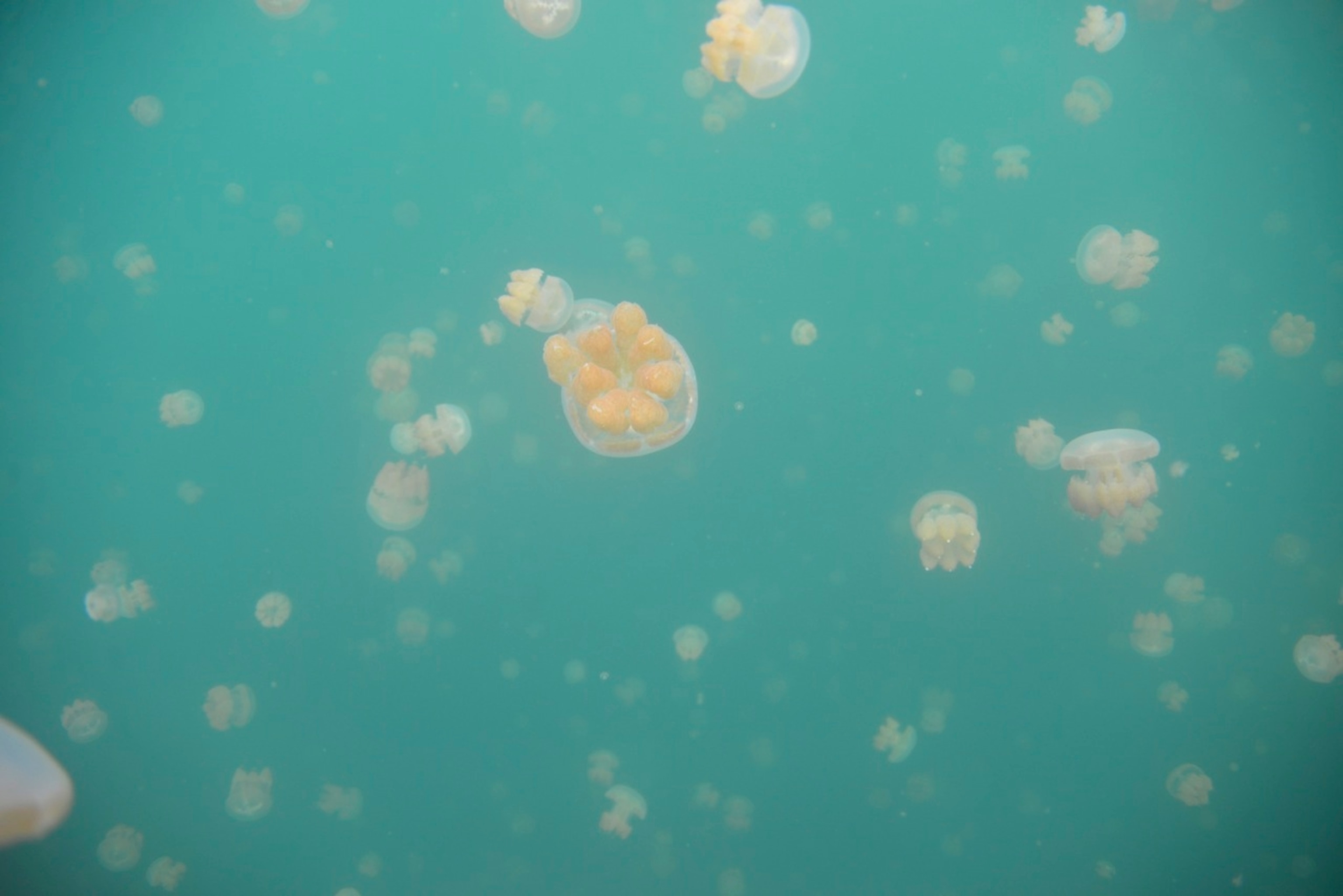 In the milky green water of Jellyfish Lake, more than 5 million non-stinging jellyfish follow the daily patterns of the moving sun. (Photo by Andrew Evans, National Geographic)