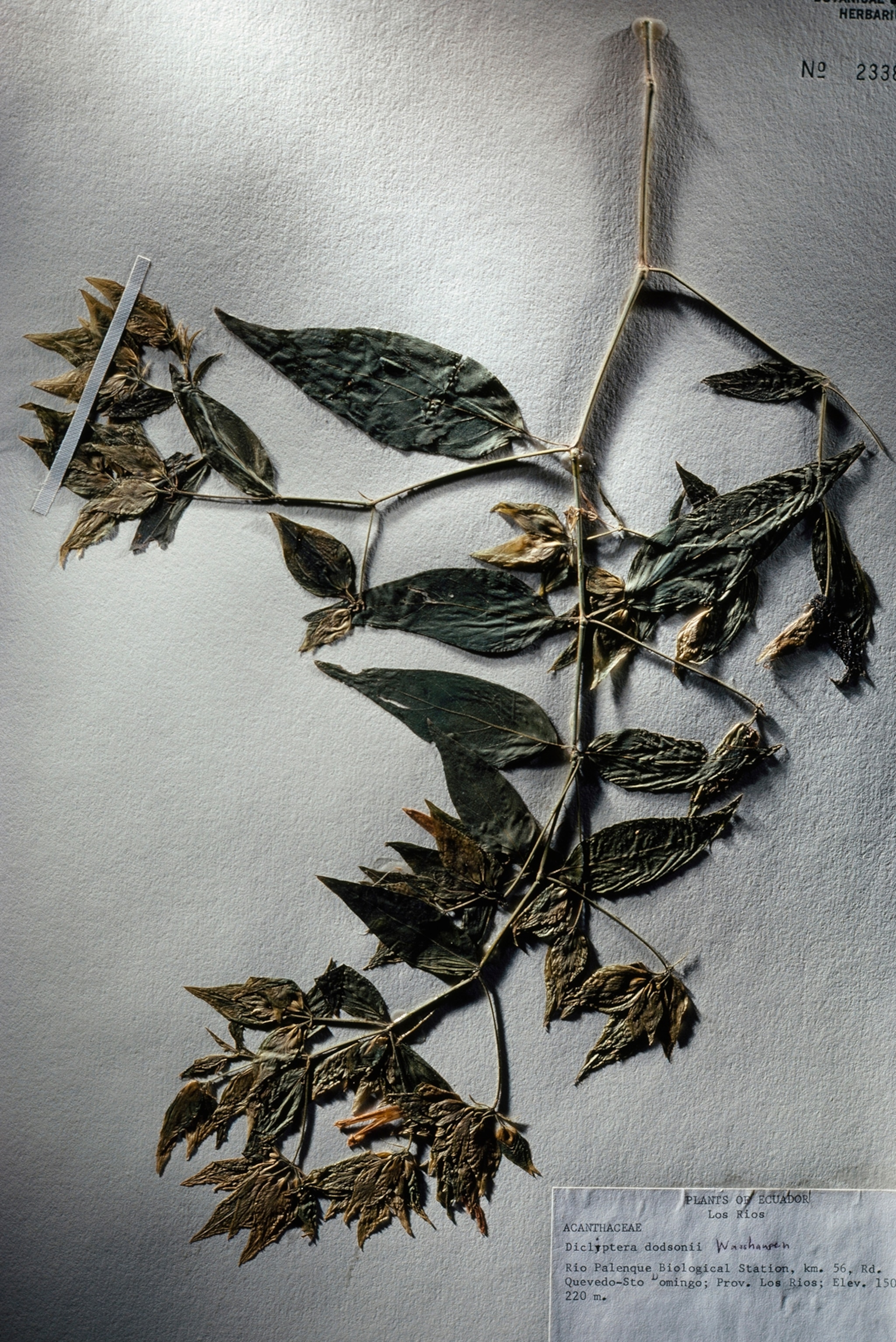 This dried specimen of an extinct plant, Dicliptera dodsonii, came from central Ecuador.