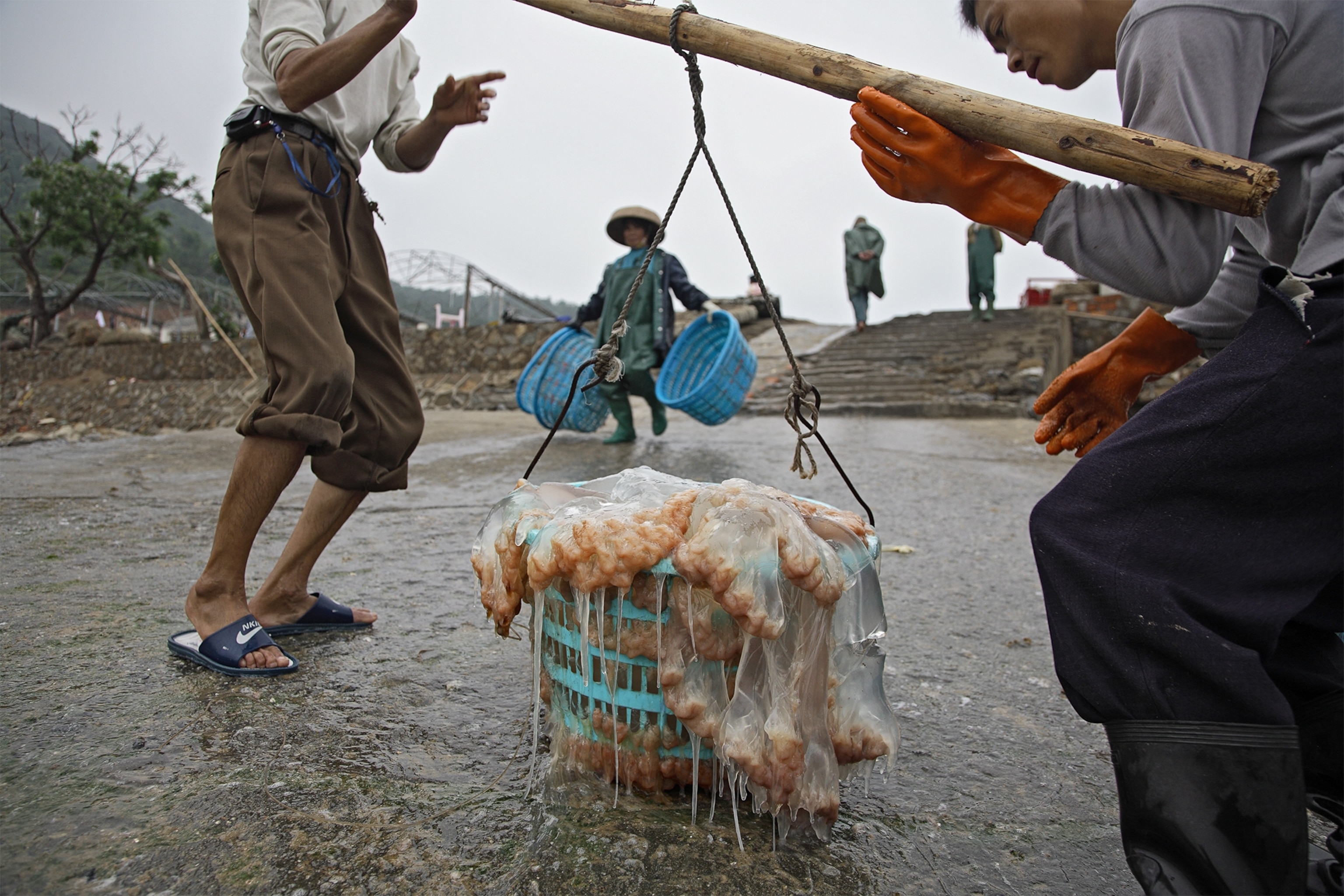 workers transporting laundry baskets full of jellyfish at a fishery.