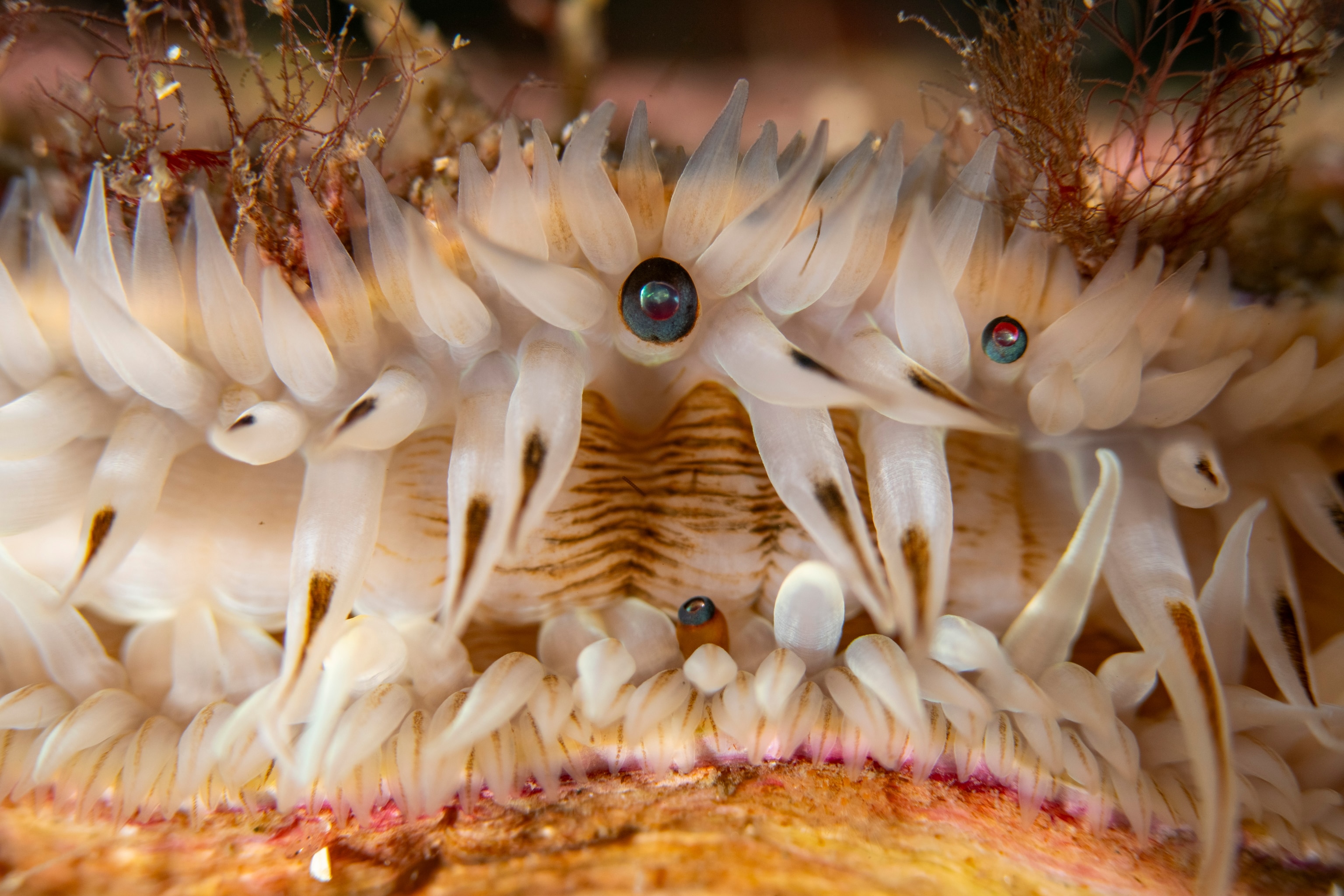 A close-up of a scallop's white tentacles, a few of them with eyes.
