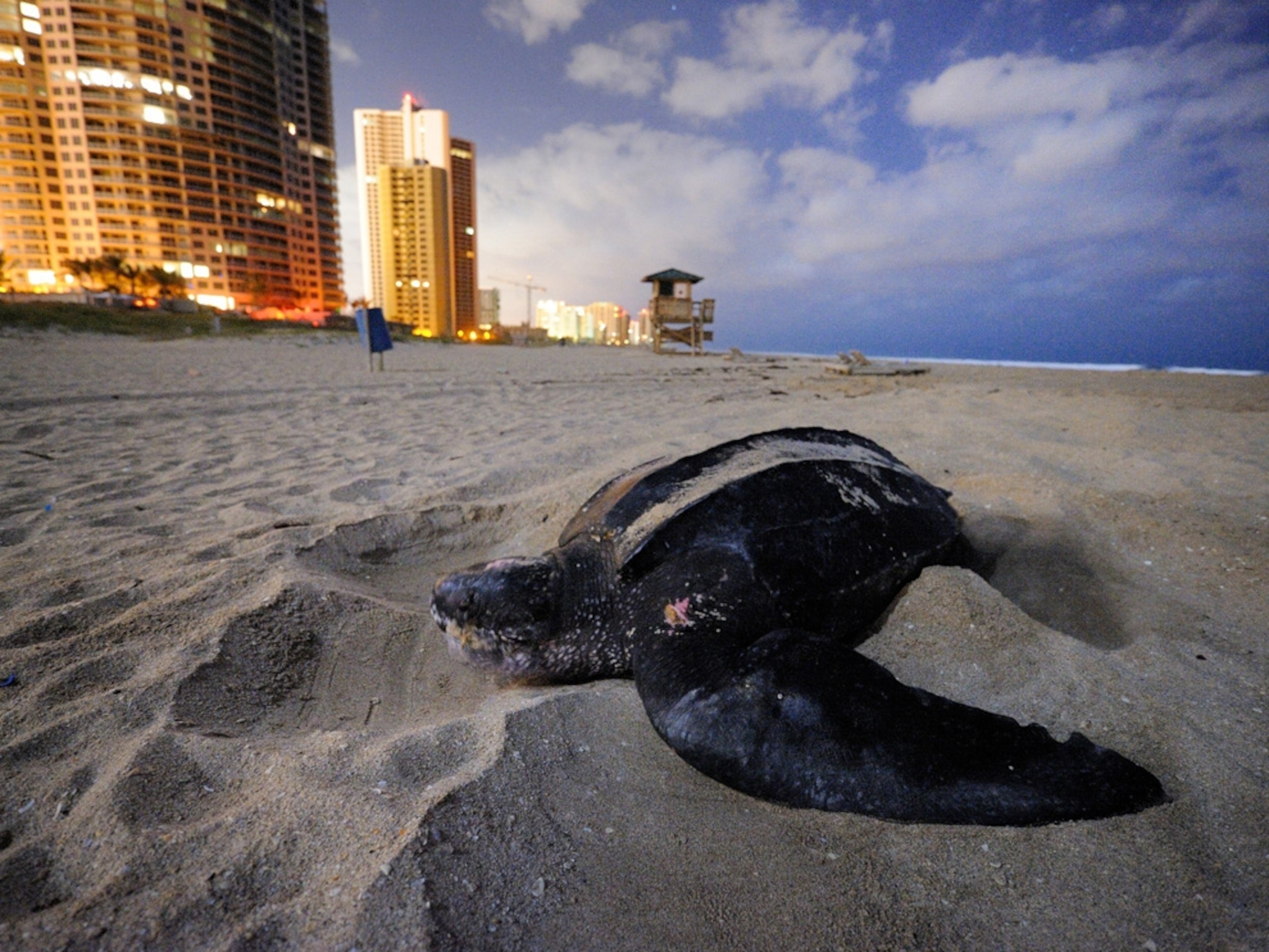 Leatherback turtle