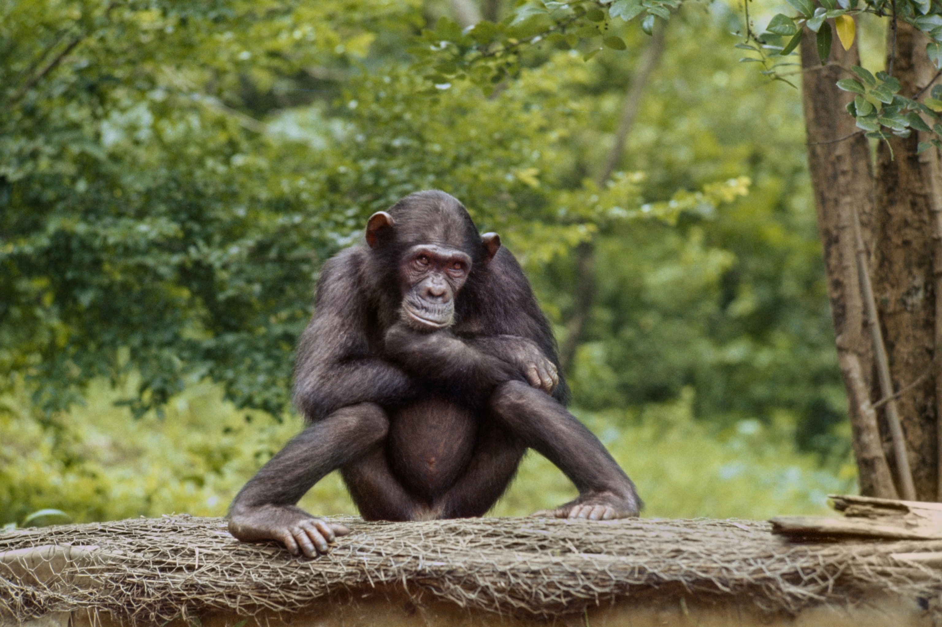 Chimp looking lonely and sad.