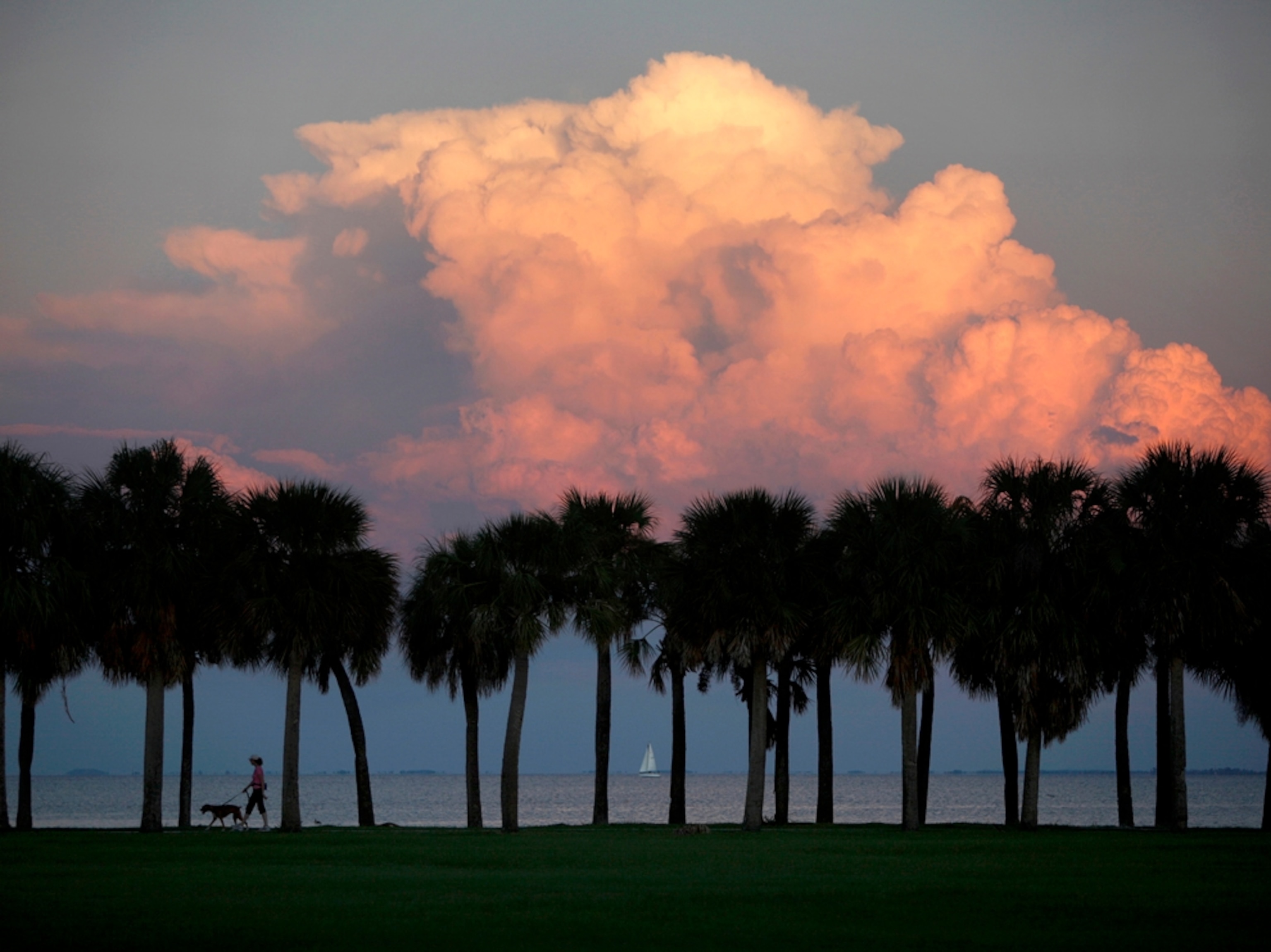 woman walking dog at sunset at North Shore Park, St. Petersburg, Florida