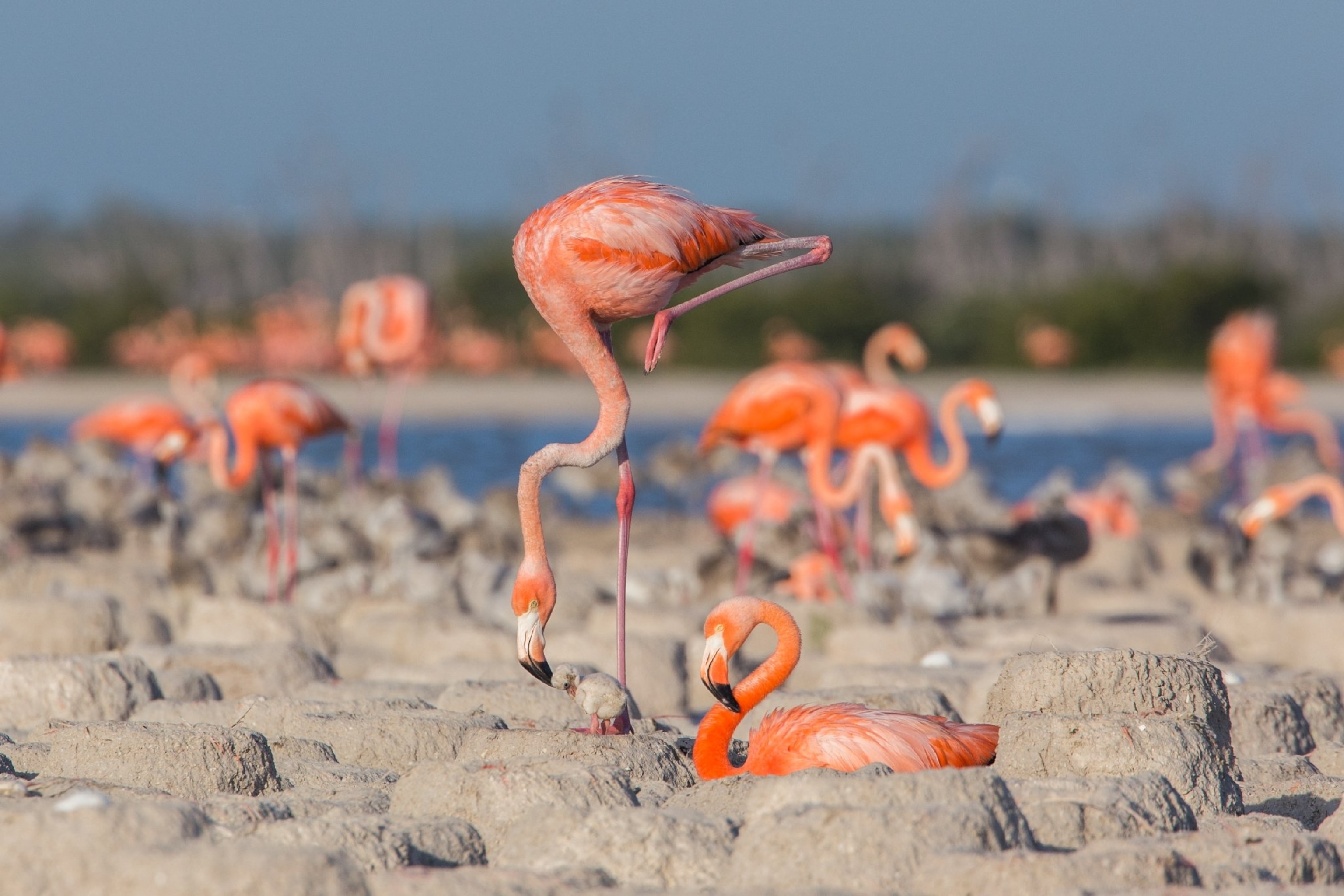 flamingos