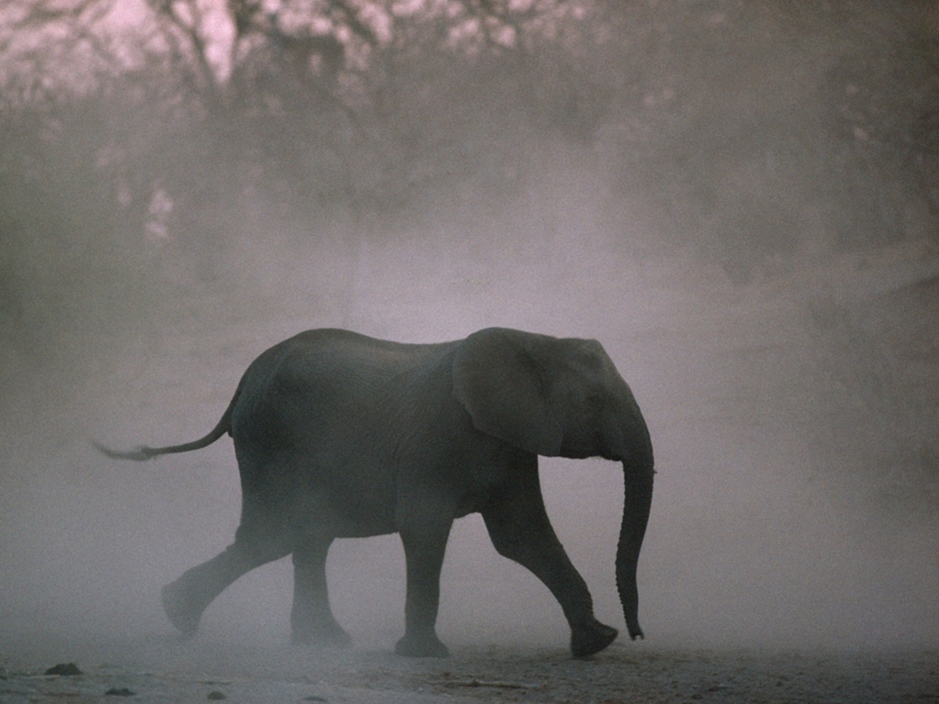 Elephant picture -eElephant (Loxodonta africana) running in Zambezi River area