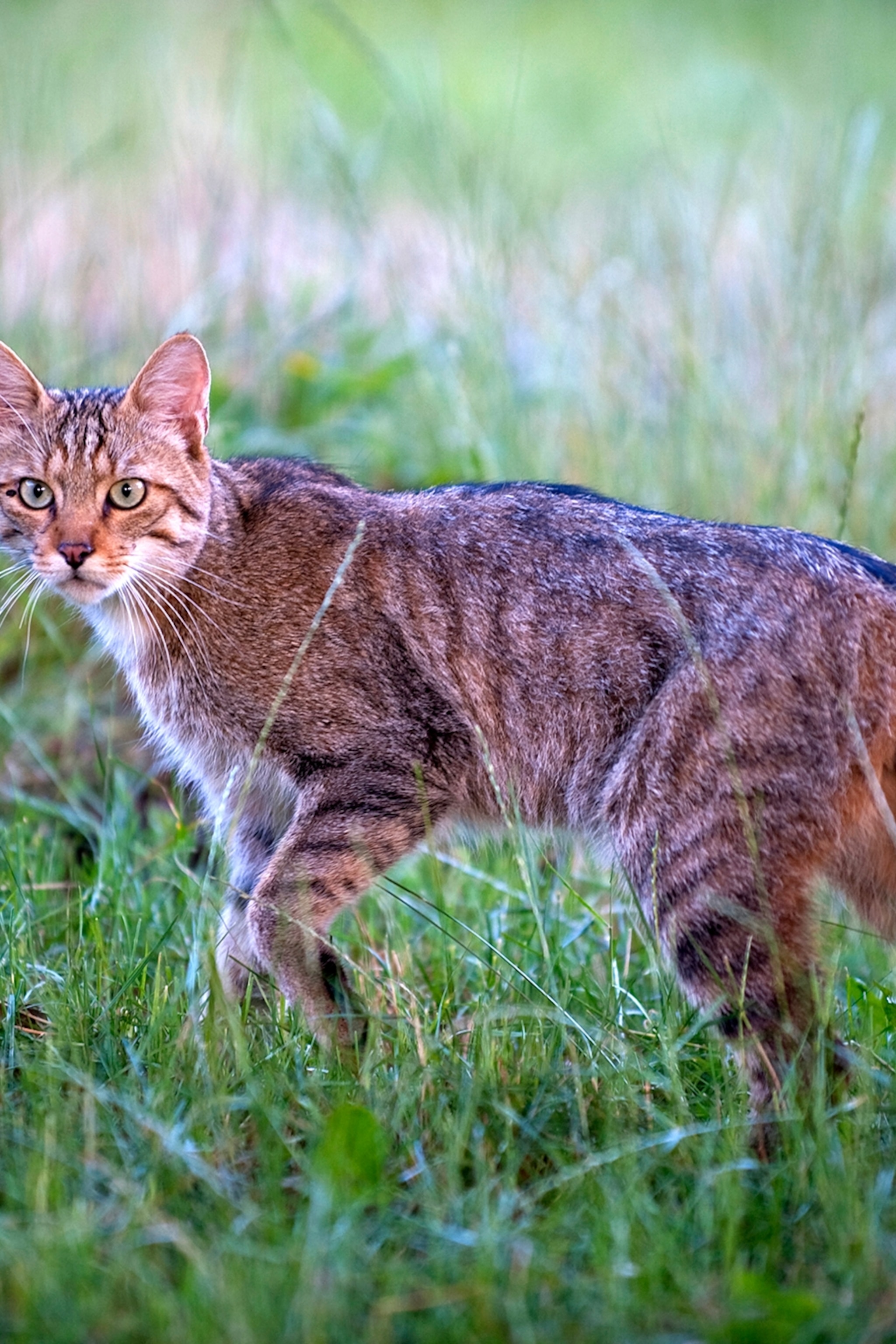 House cat ancestors' remains found in Polish caves—2,000 miles from home