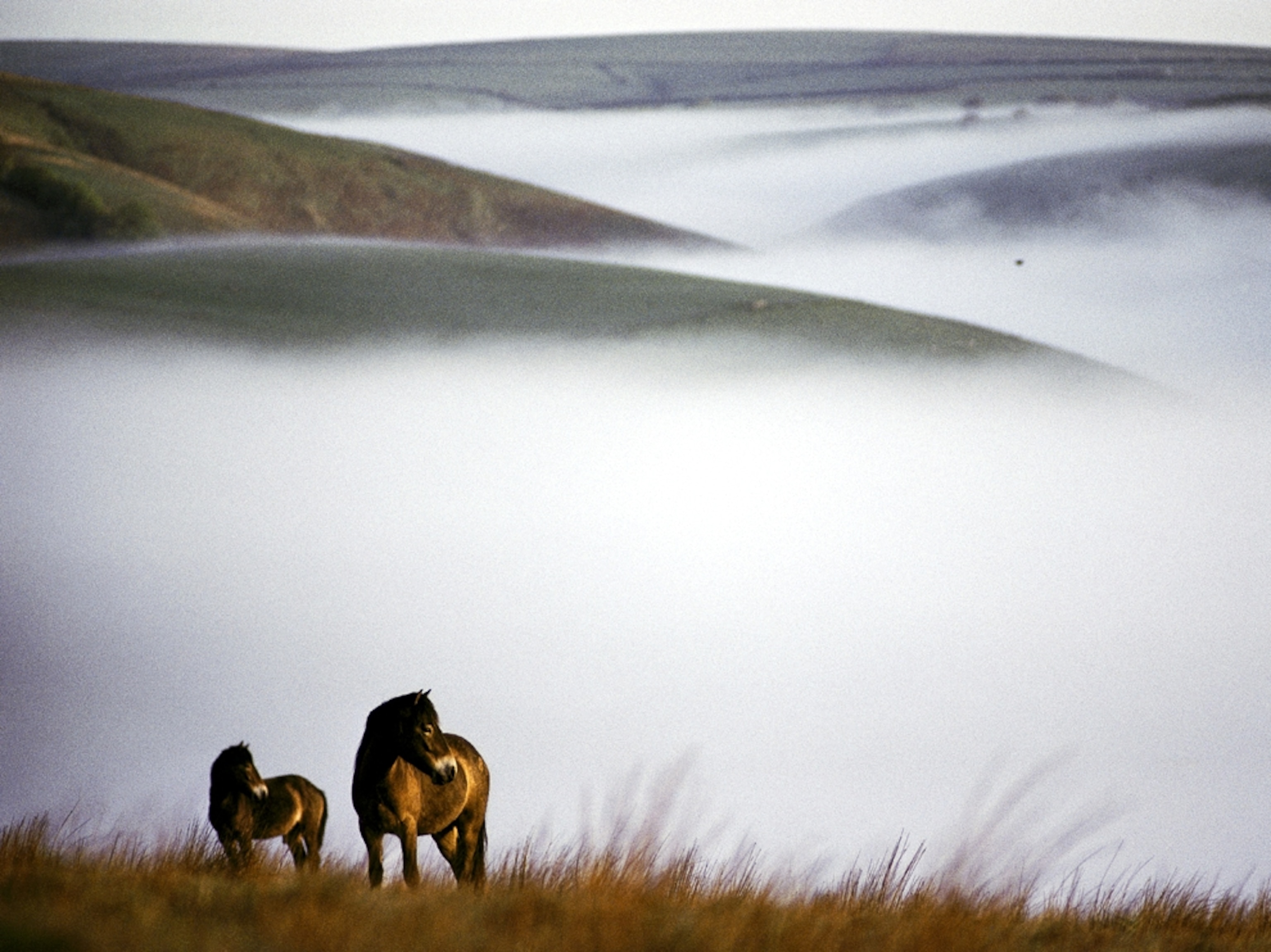Two ponies in Exmoor National Park