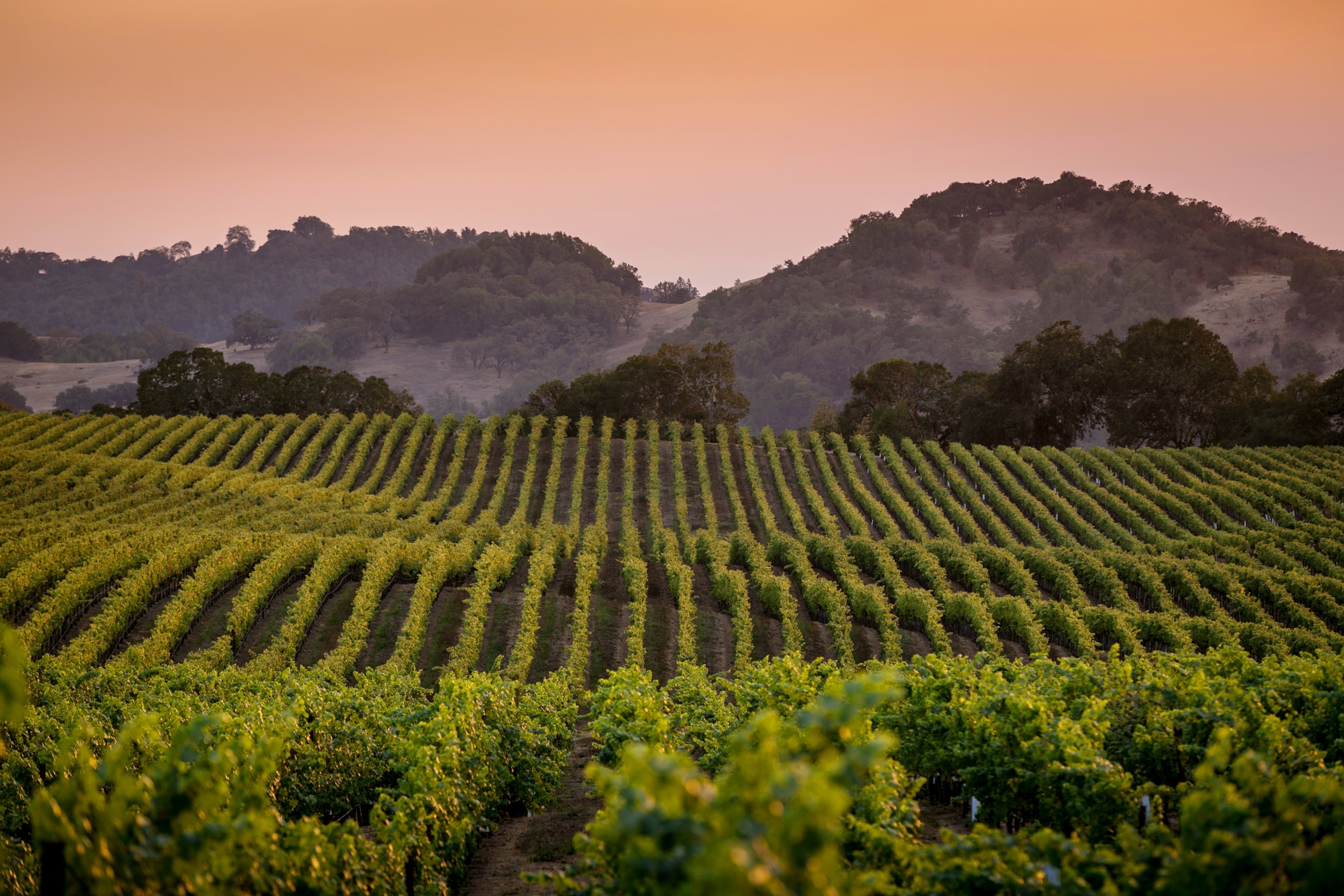 sunset at a winery in Healdsburg, California
