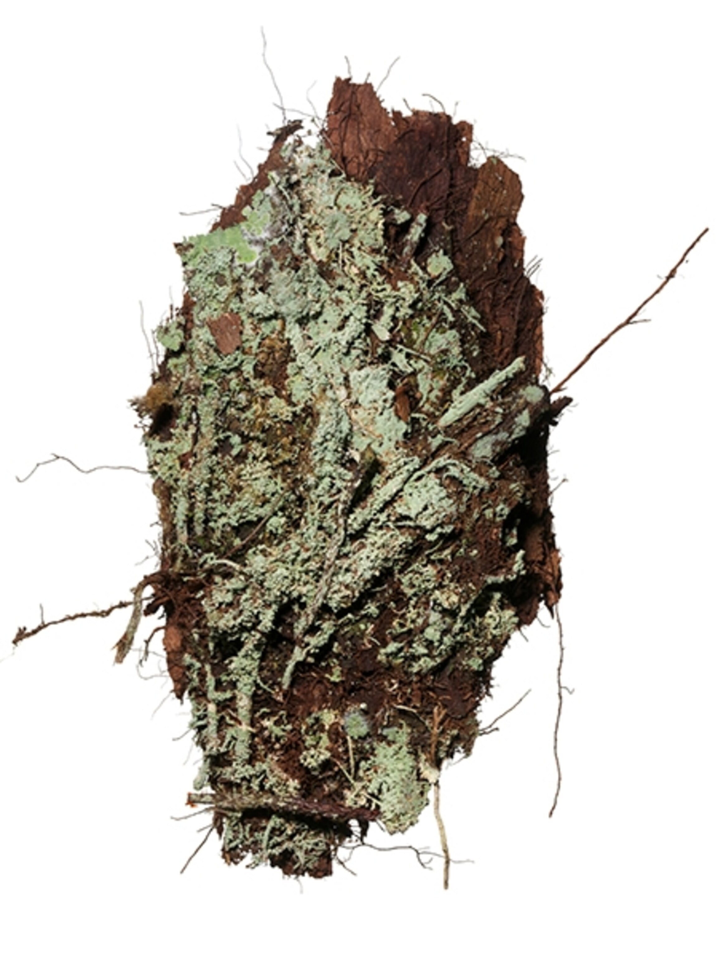 Common Name: juvenile lichen,