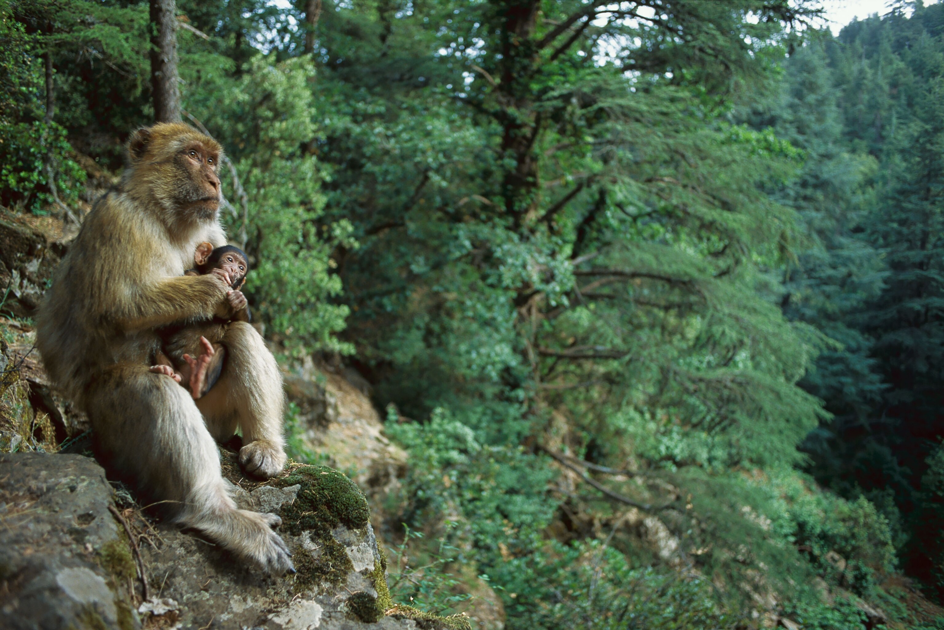 a macaque with her infant