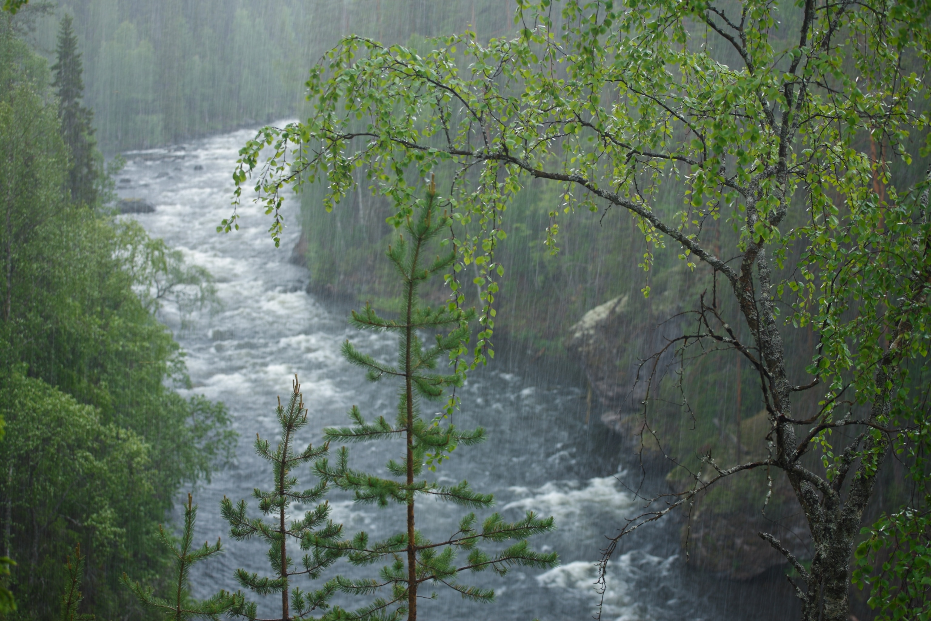 a June rain falling over the Kitka River