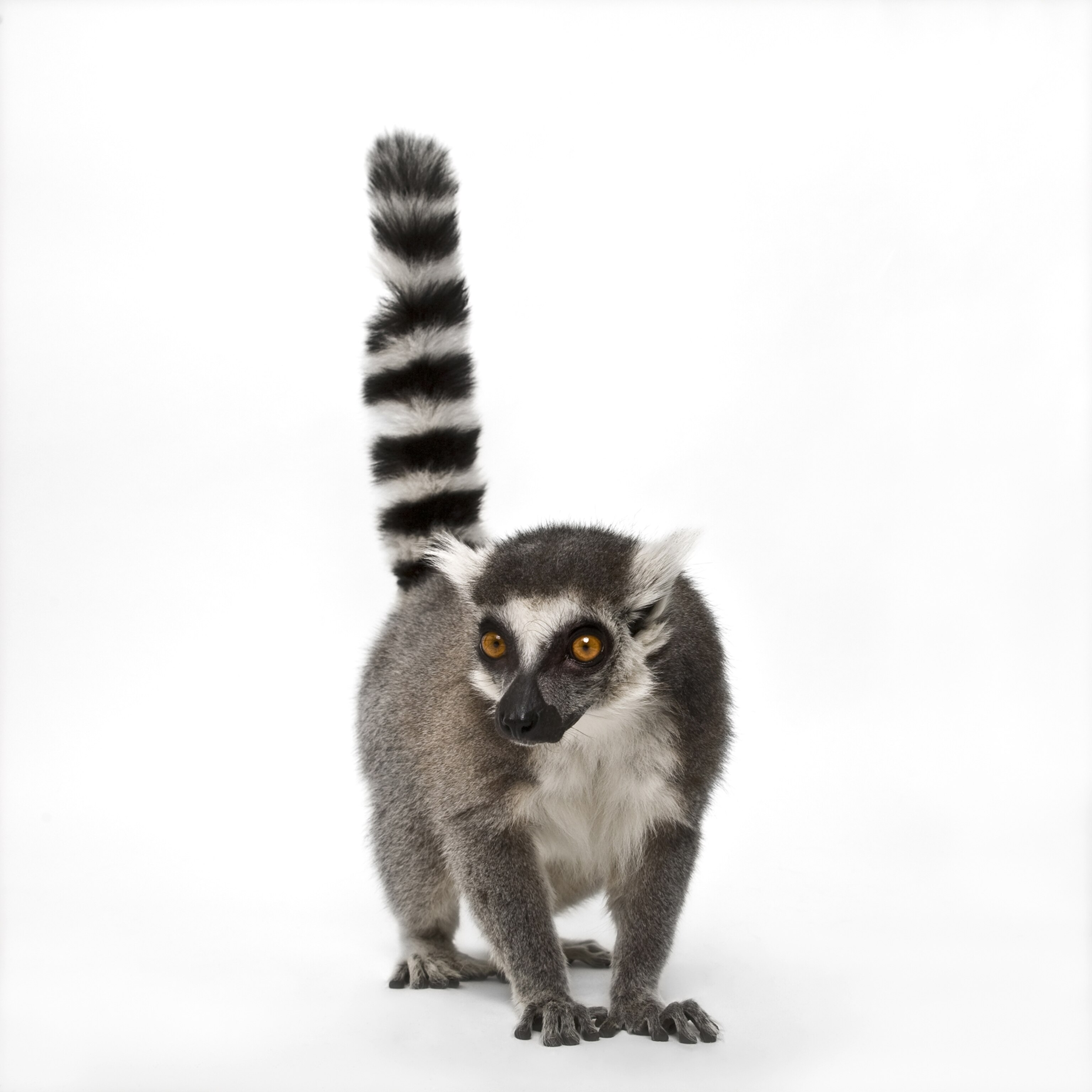 lemurs