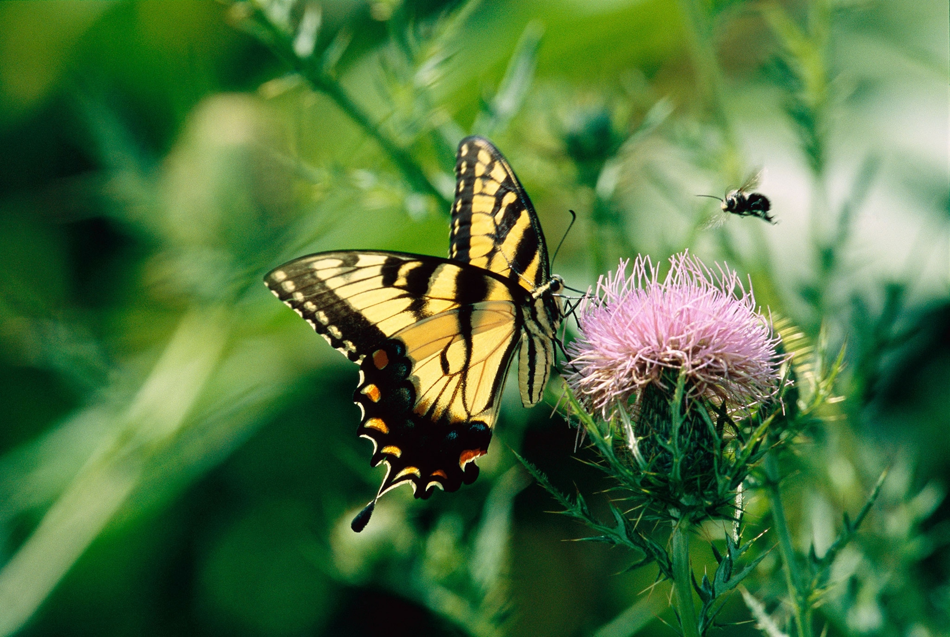 a tiger swallowtail butterfly on a thistle flower with a nearby bee