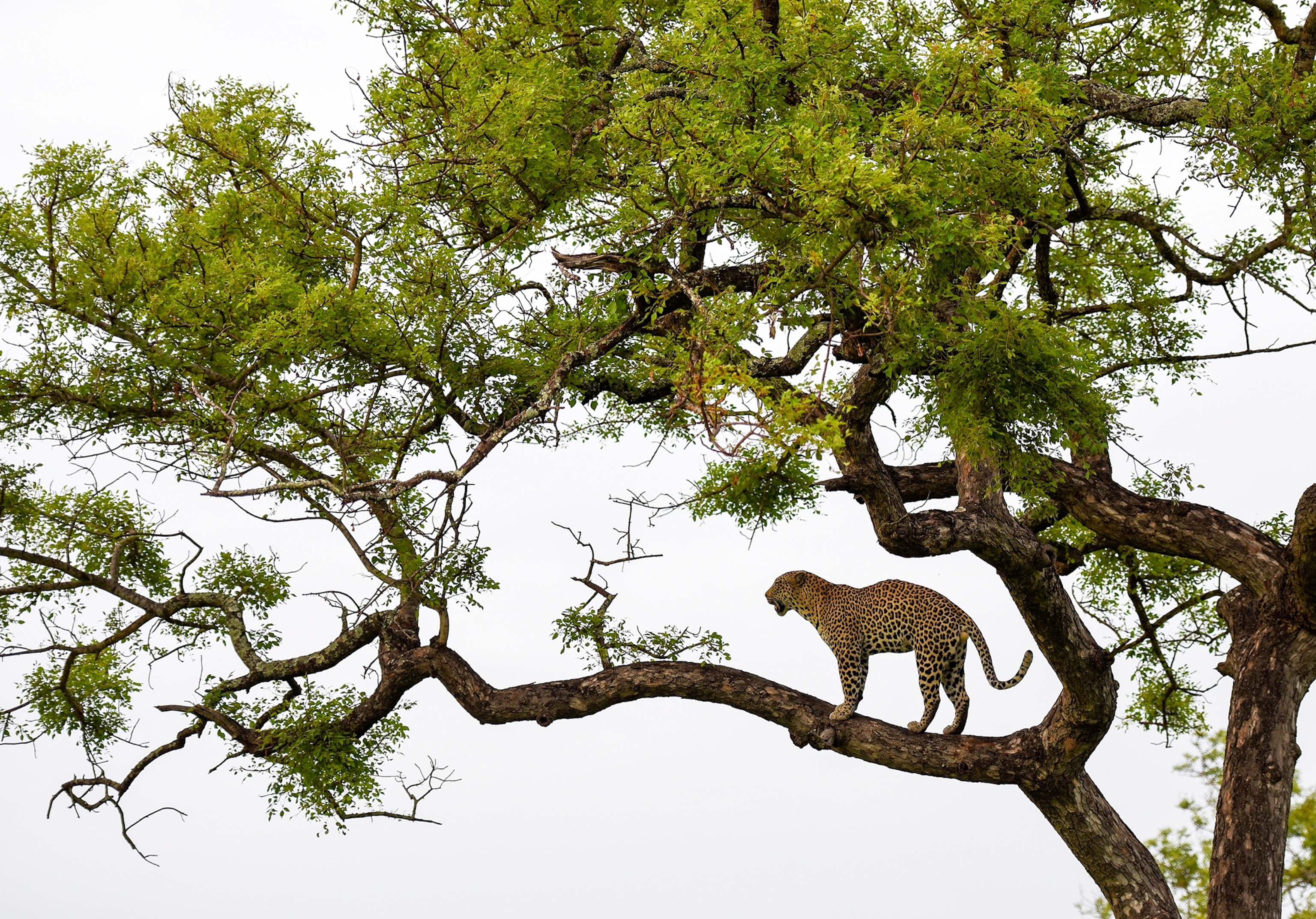 a leopard roaring in a tree