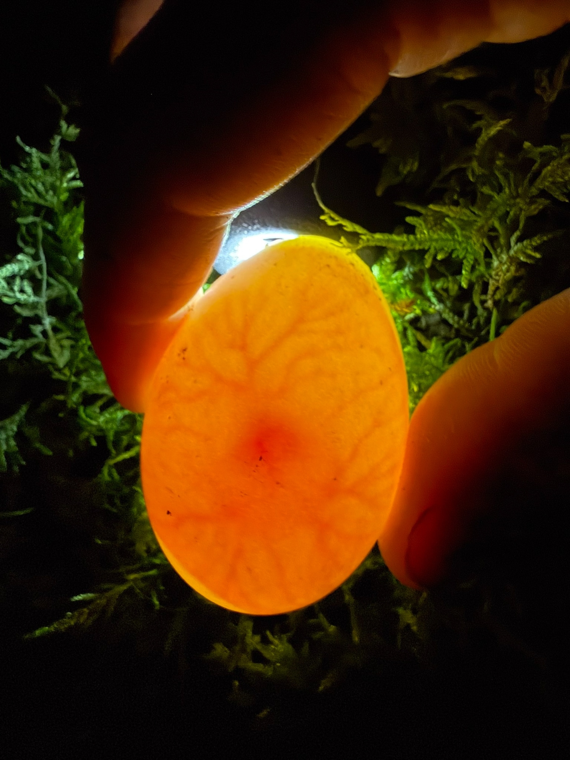 Candling check of Tiwhiri’s egg