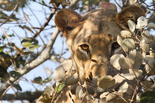Lions Return to Rwanda for First Time Since Genocide’s Aftermath Lions Return to Rwanda for First Time Since Genocide’s Aftermath