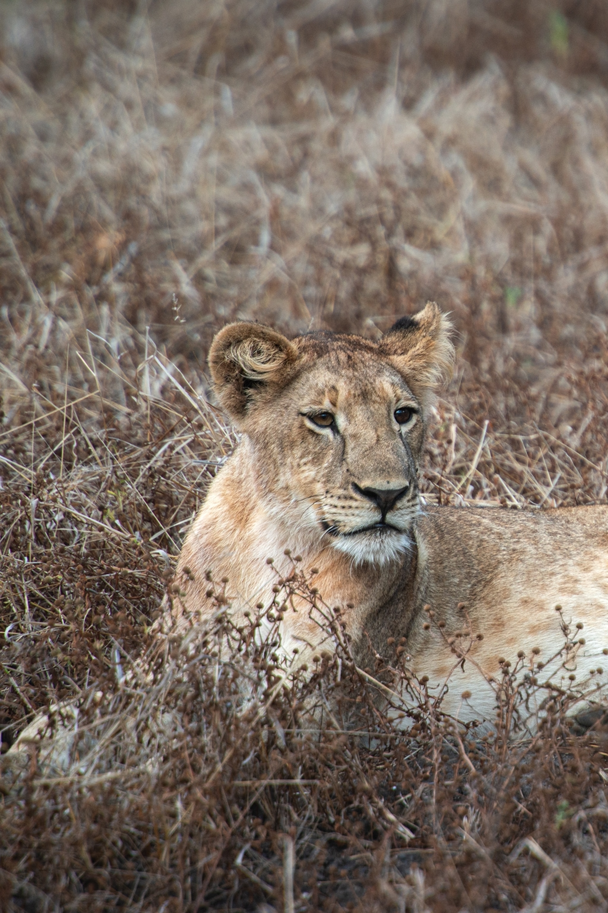 A lion in the dry grasslands of Malawi.
