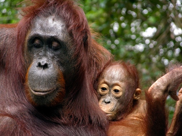 a baby orangutan nursing