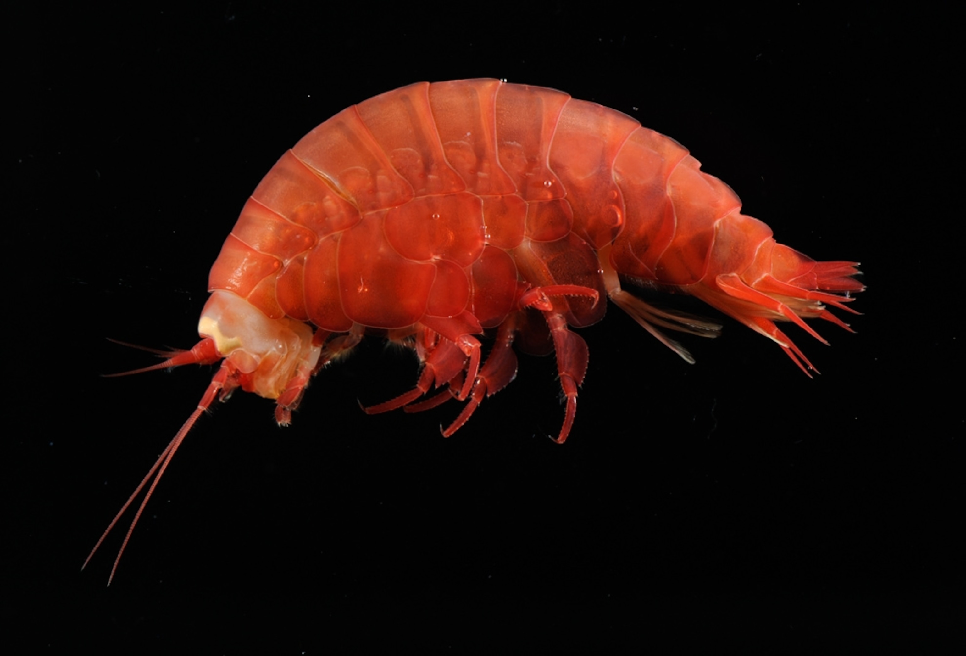 A picture of an amphipod found in the Peru-Chile trench.