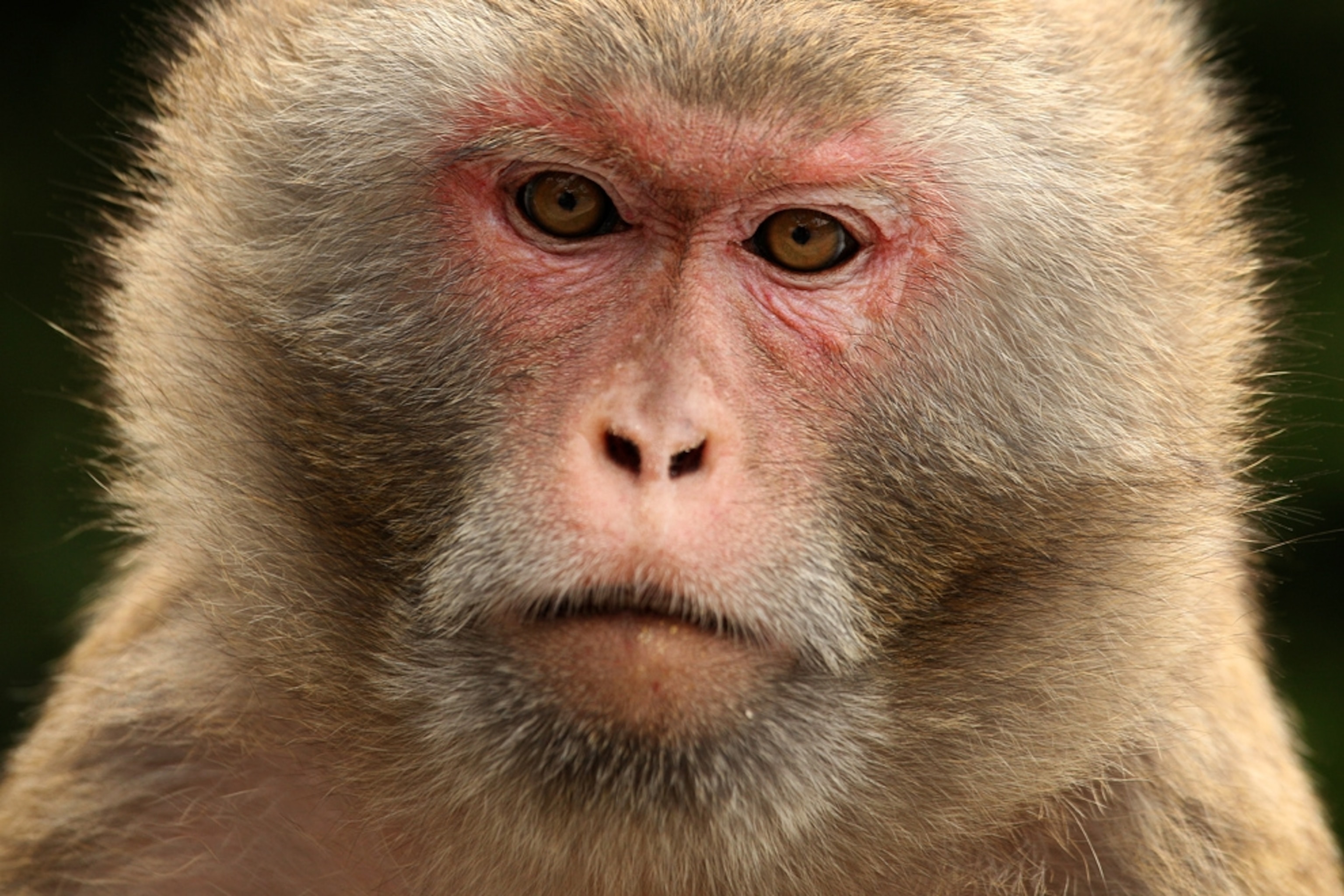 A rhesus macaque monkey.