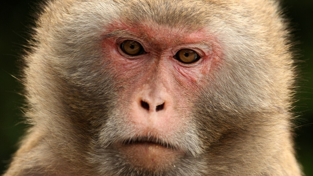 Drug Could Make Aging Brains More Youthful? | National Geographic