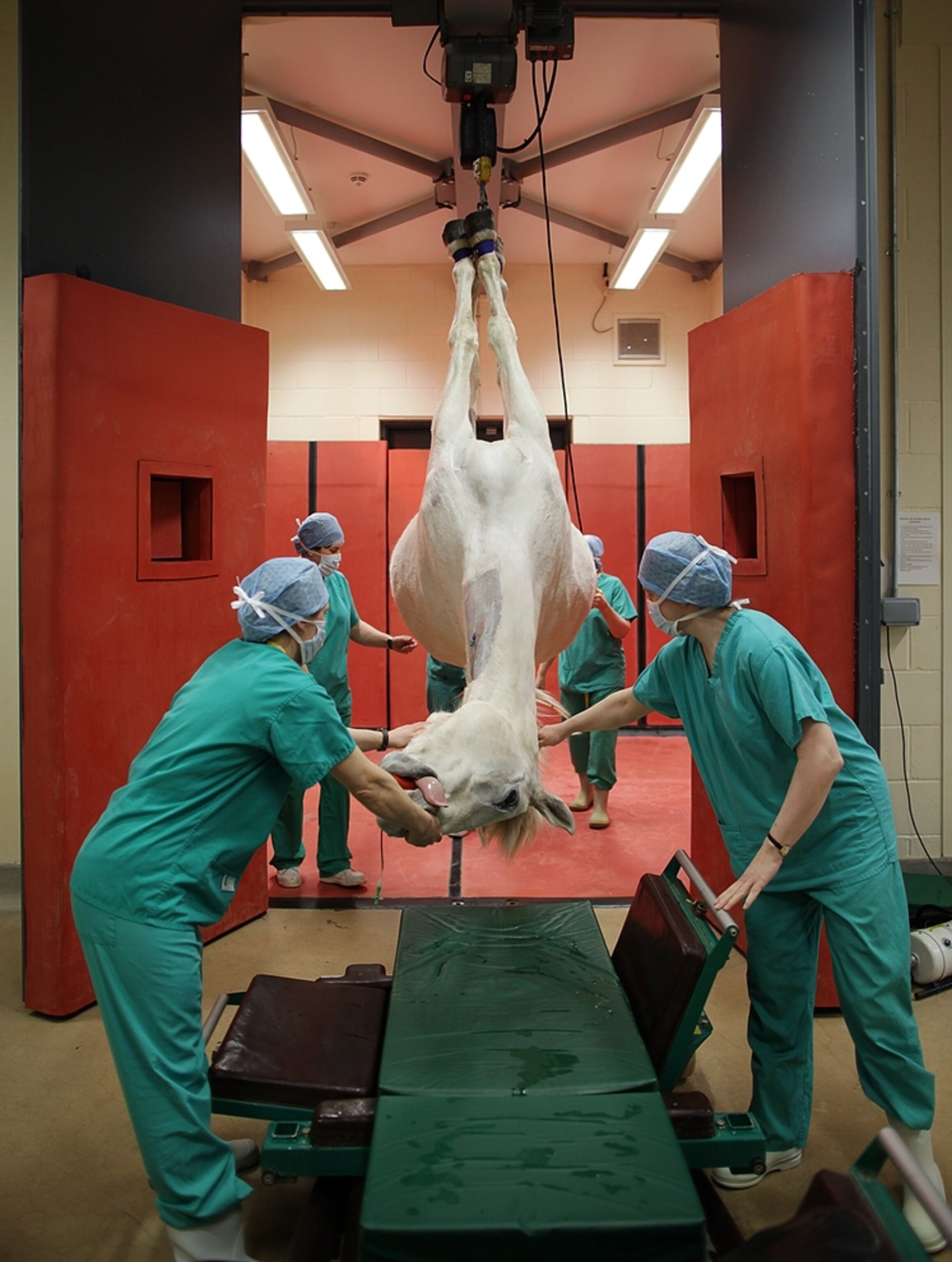 a horse being hoisted onto an operating table