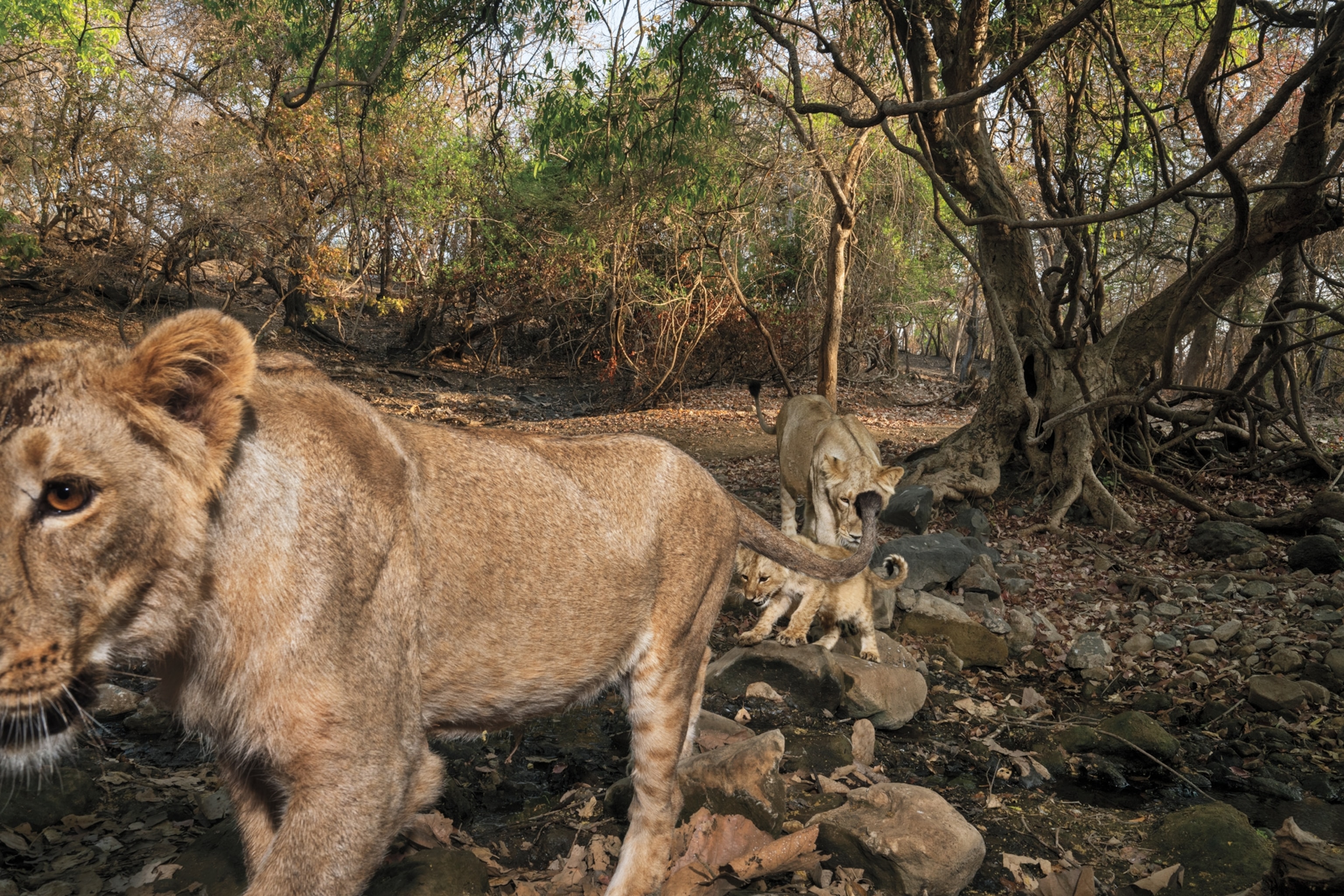 A lion passes by a camera with a cub and another lion behind her.