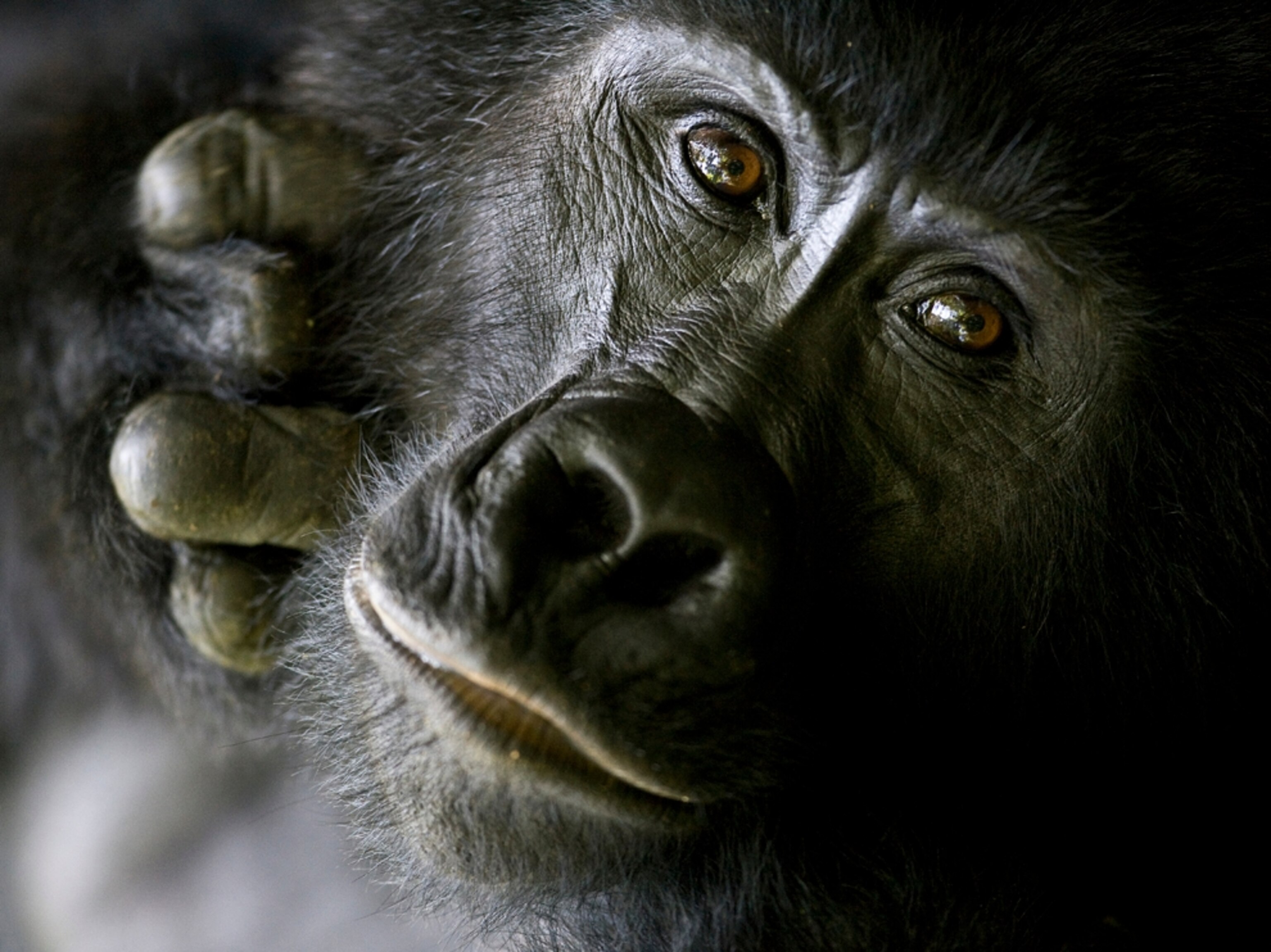 a mountain gorilla in Uganda