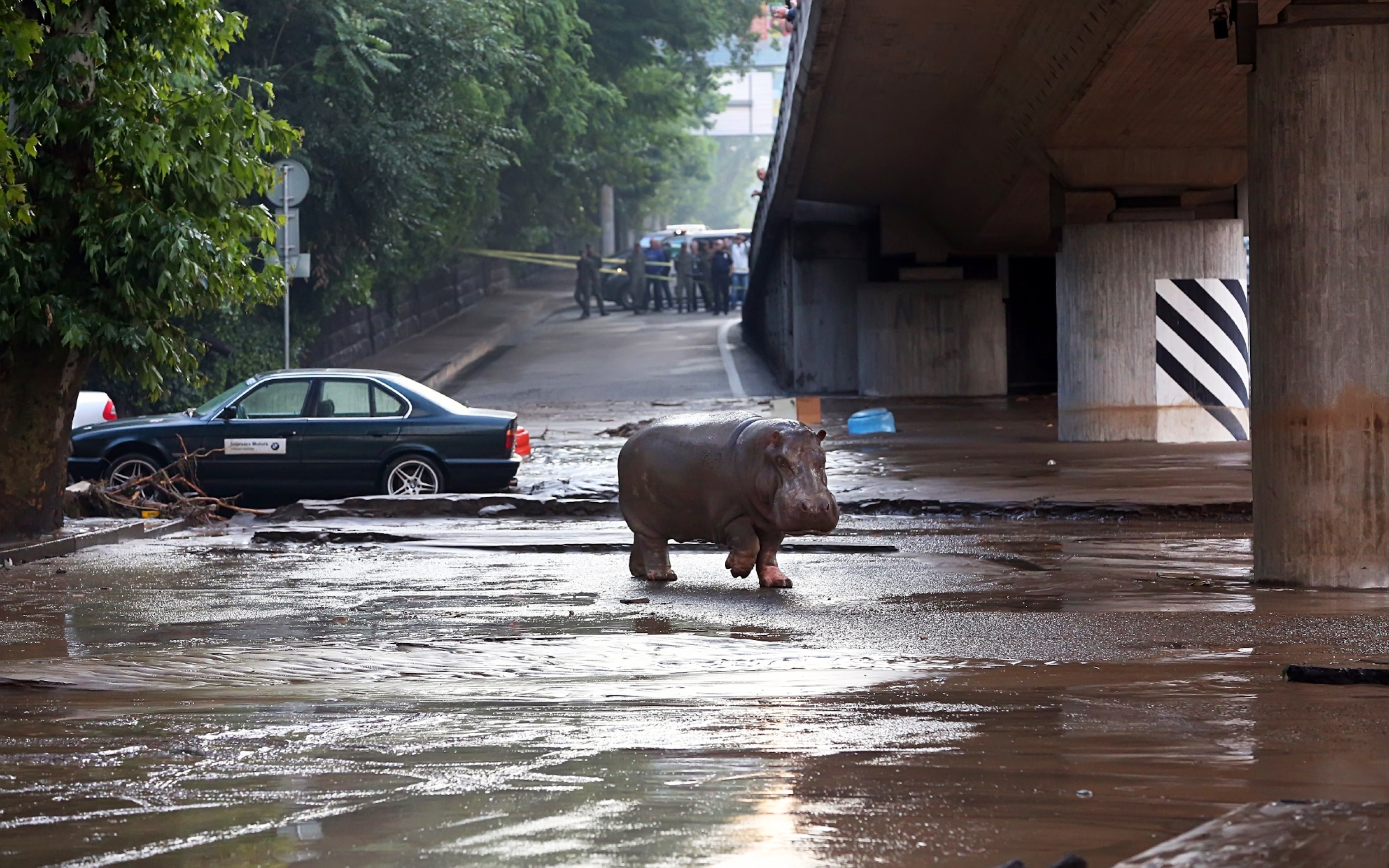a hippo on street in Tbilisi