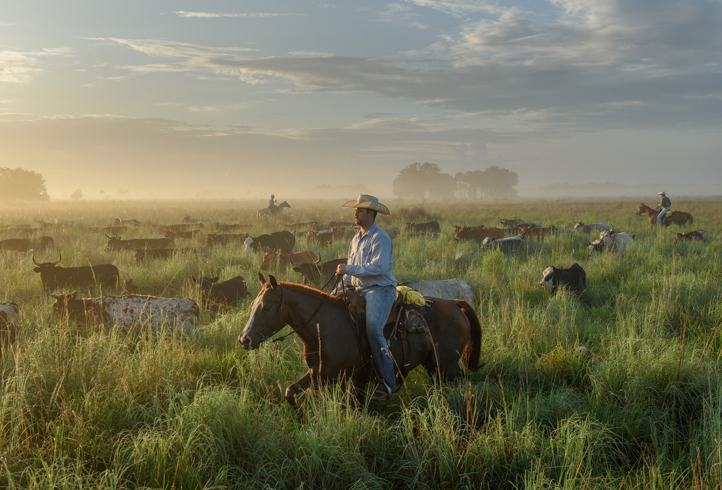Three cattle ranchers ride horses and corral cattle in an open field in Buck Island Ranch, Florida.