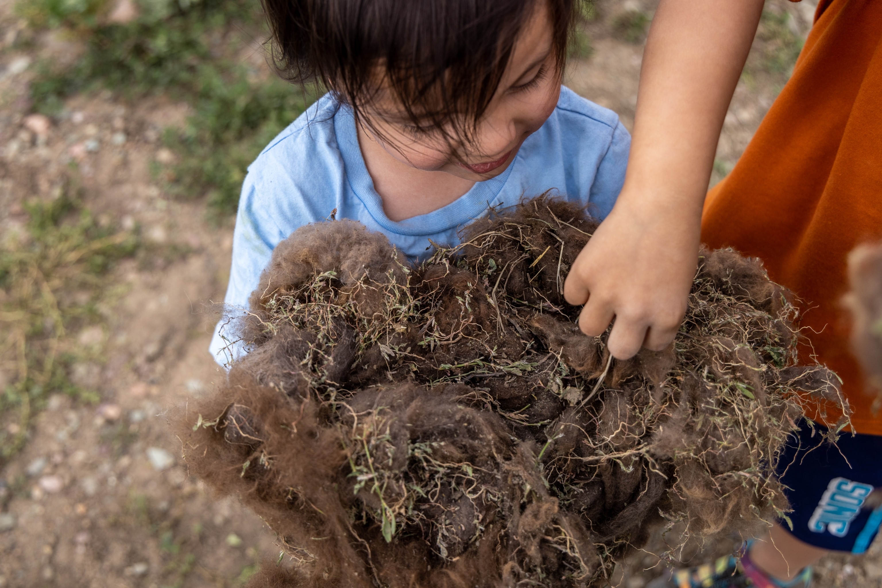 Children collect and examines clumps of buffalo fur from the corral at Buffalo Spirit Hills Ranch on June 25, 2023. ThChildren collect and examines clumps of buffalo fur from the corral at Buffalo Spirit Hills Ranch on June 25, 2023. The fur is integral to the health of the grassland ecosystem, as certain species of birds using it to line and insulate their nests.e fur is integral to the health of the grassland ecosystem, as certain species of birds using it to line and insulate their nests.
