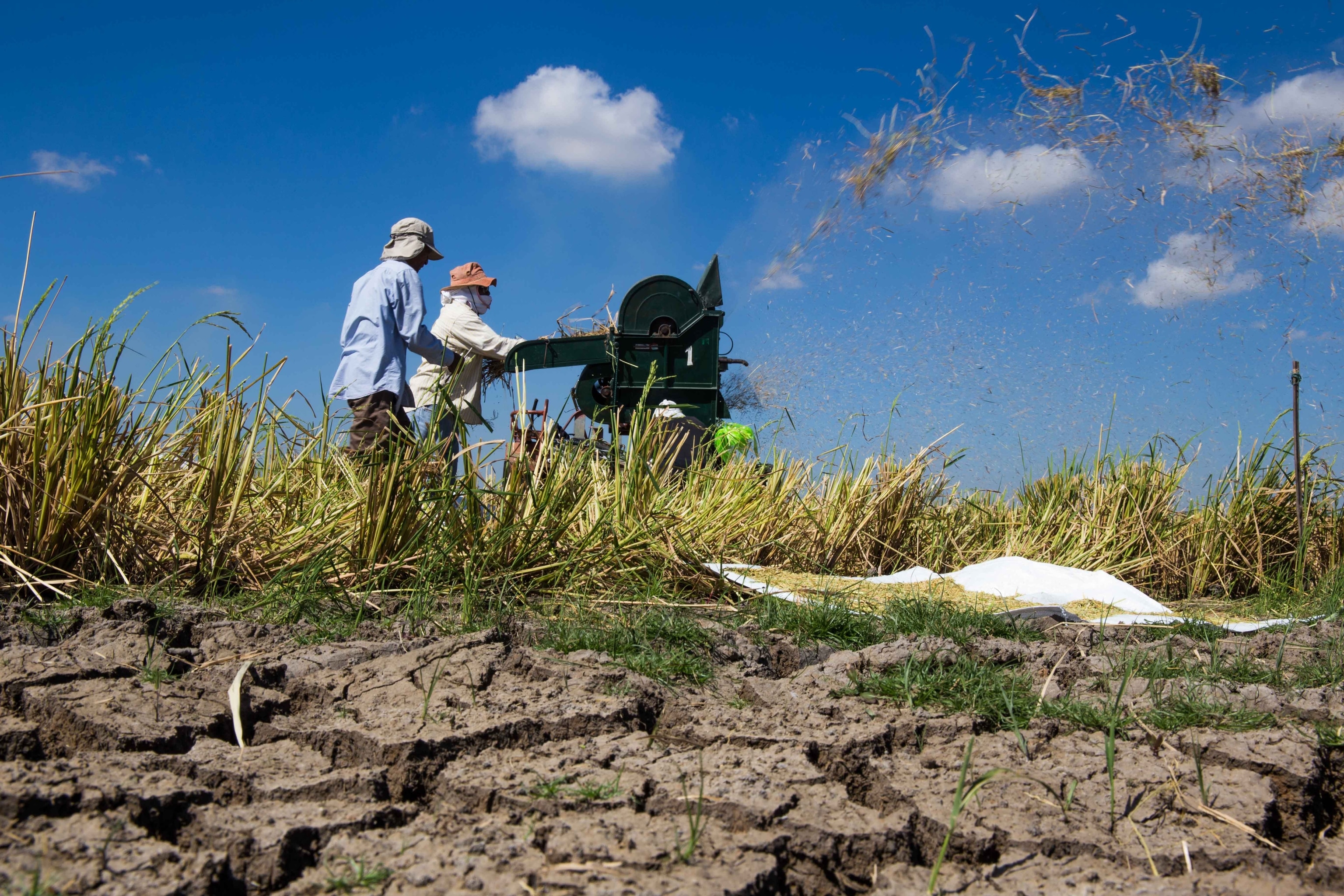Two farmers operate a mechanized thresher while harvesting drought-resistant rice.