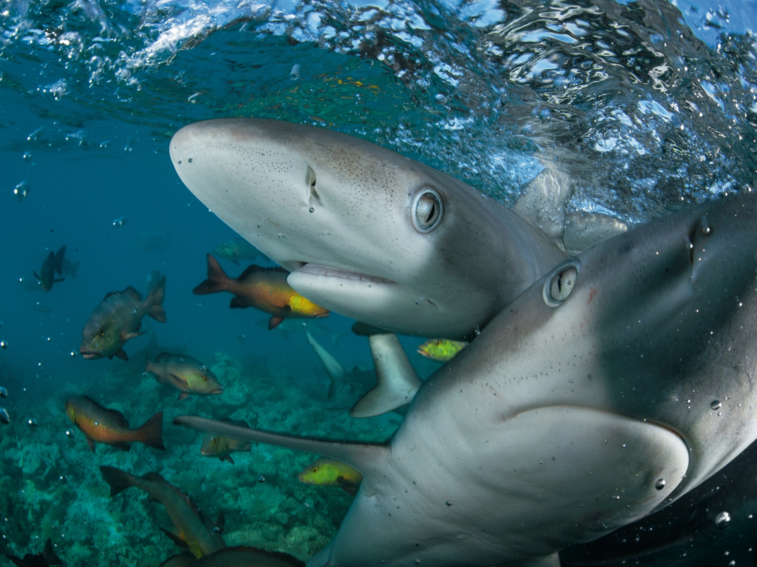 Young Galápagos Sharks