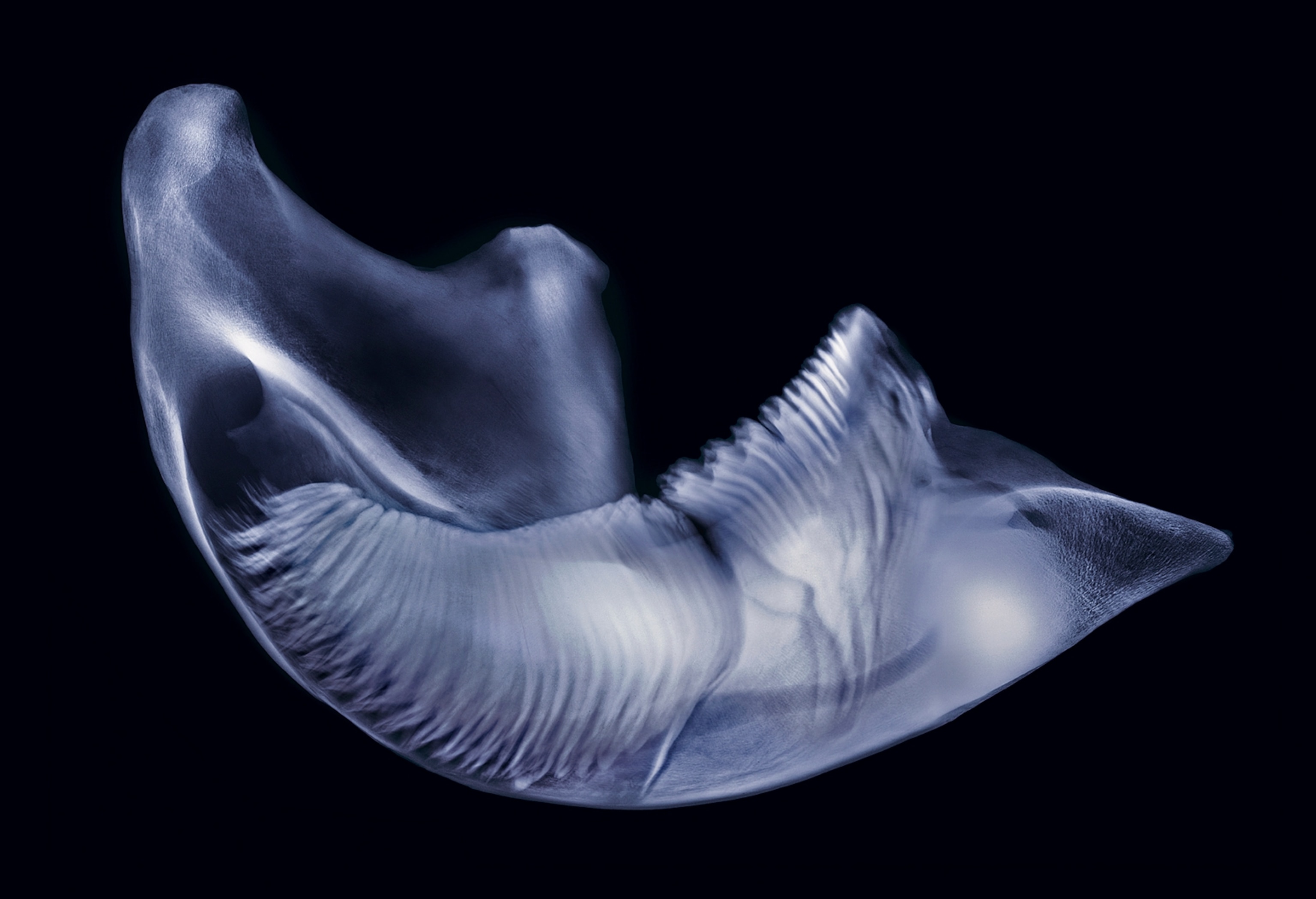 x-ray elephant mandible teeth