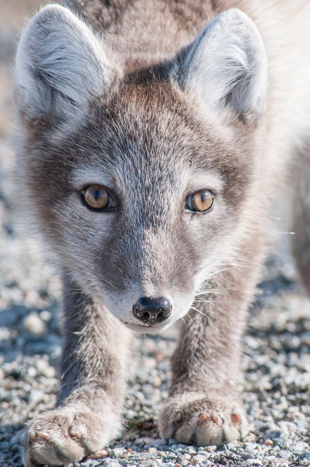 Arctic foxes of Hornstrandir Nature Reserve, Iceland - Bret Charman  Wildlife Photography, image size:1084x1632