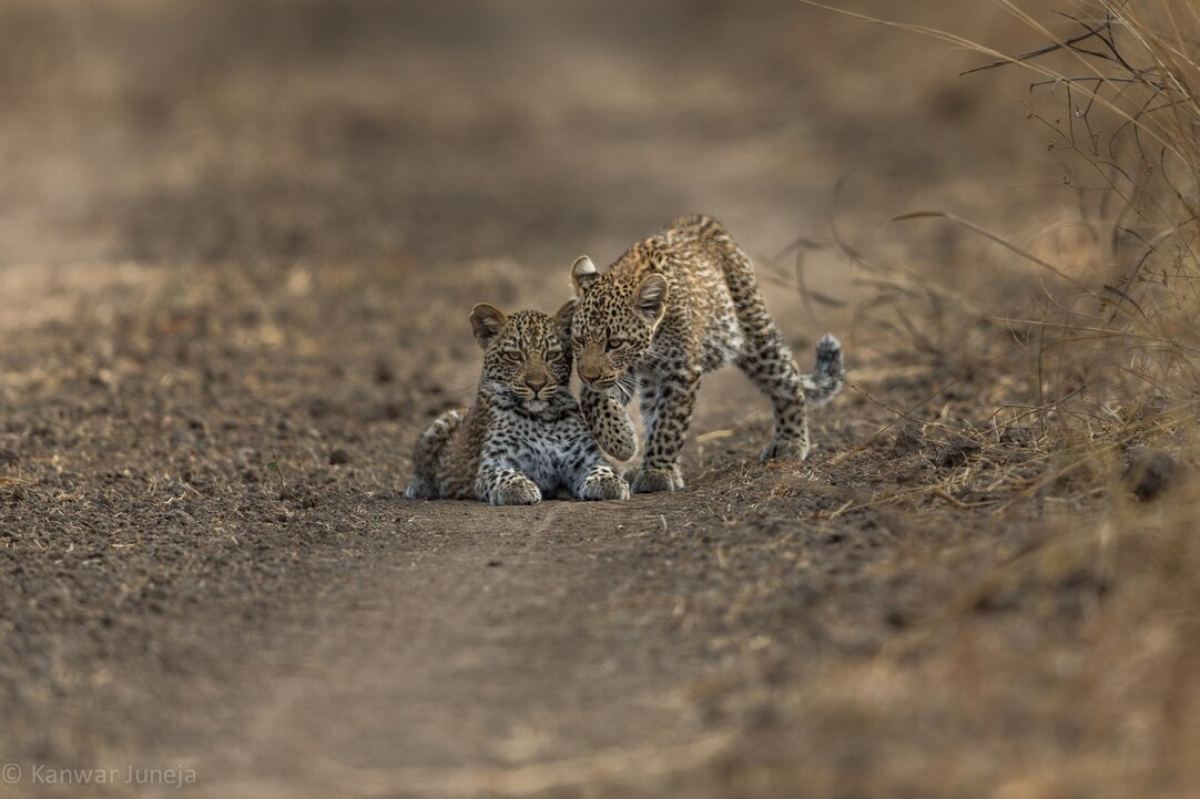 Leopard National Geographic