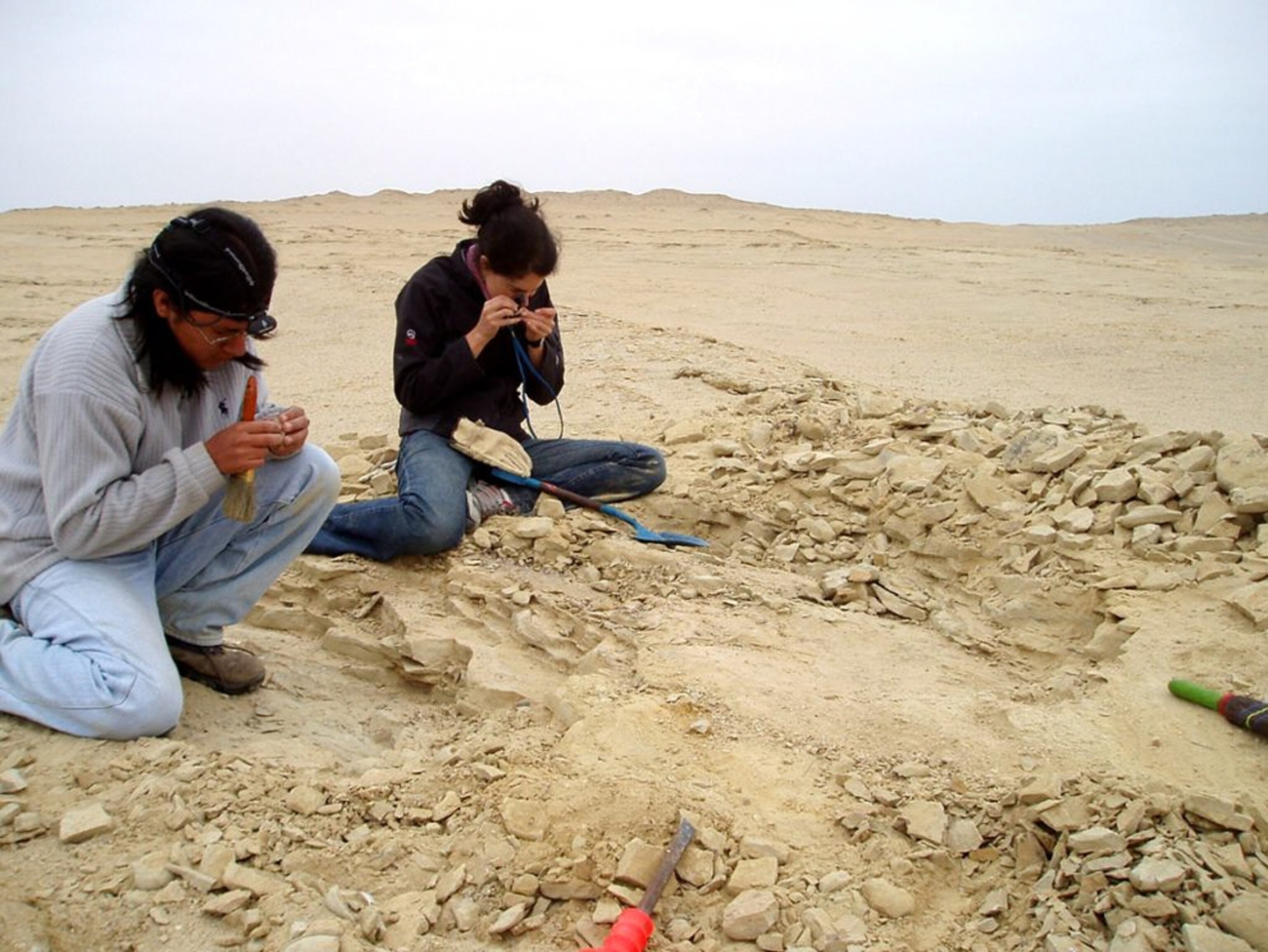 A picture of paleontologists digging for ancient penguin fossils