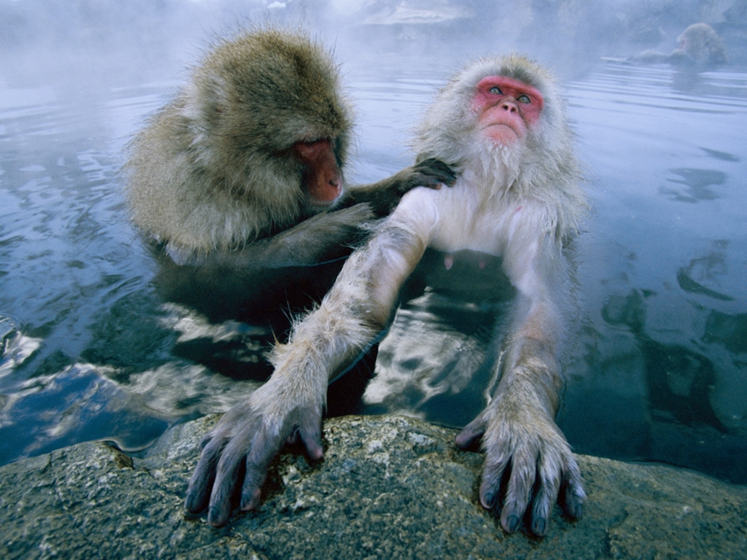 Japanese macaques in a hot spring