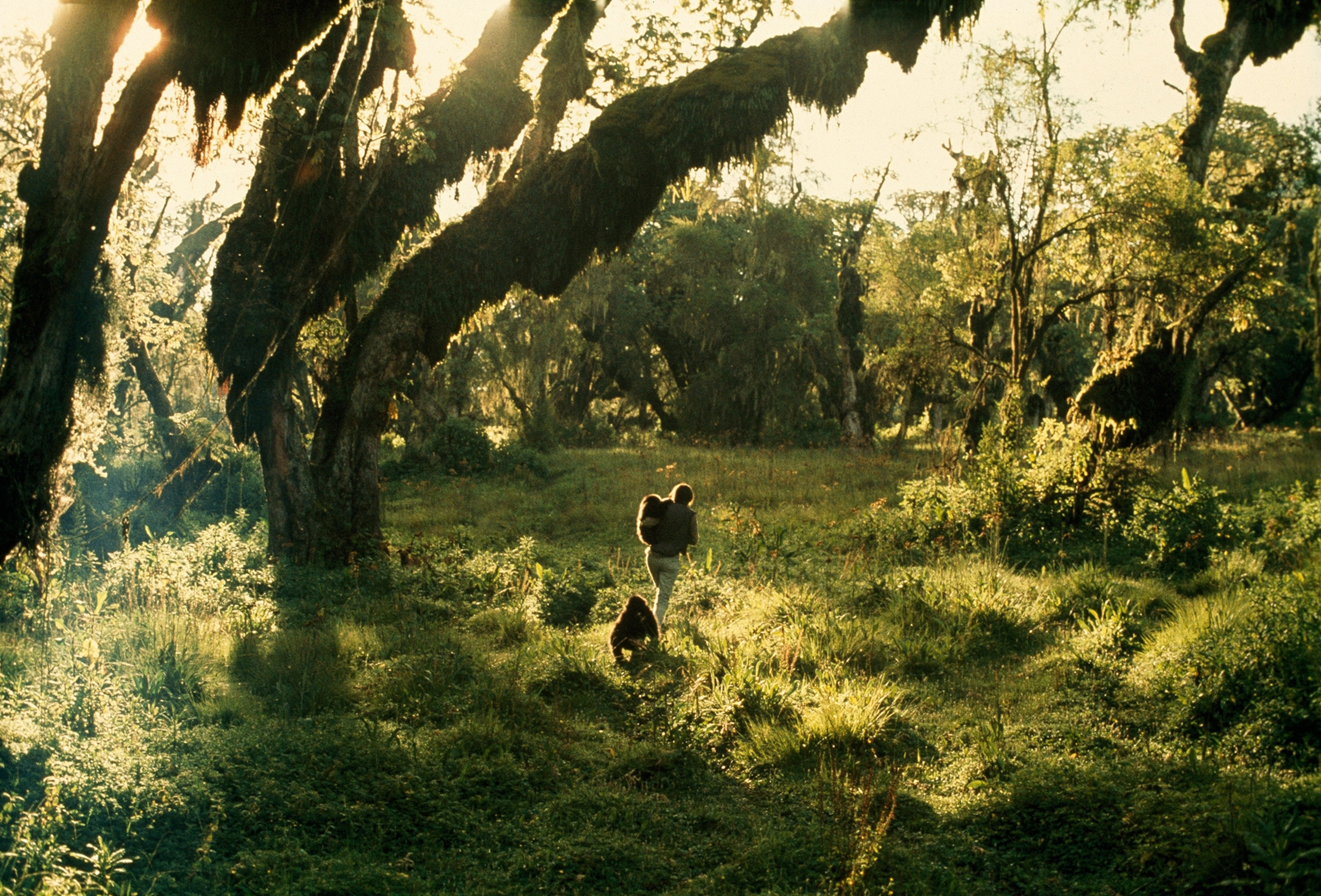 Dian Fossey takes two gorillas into the forest for observation.