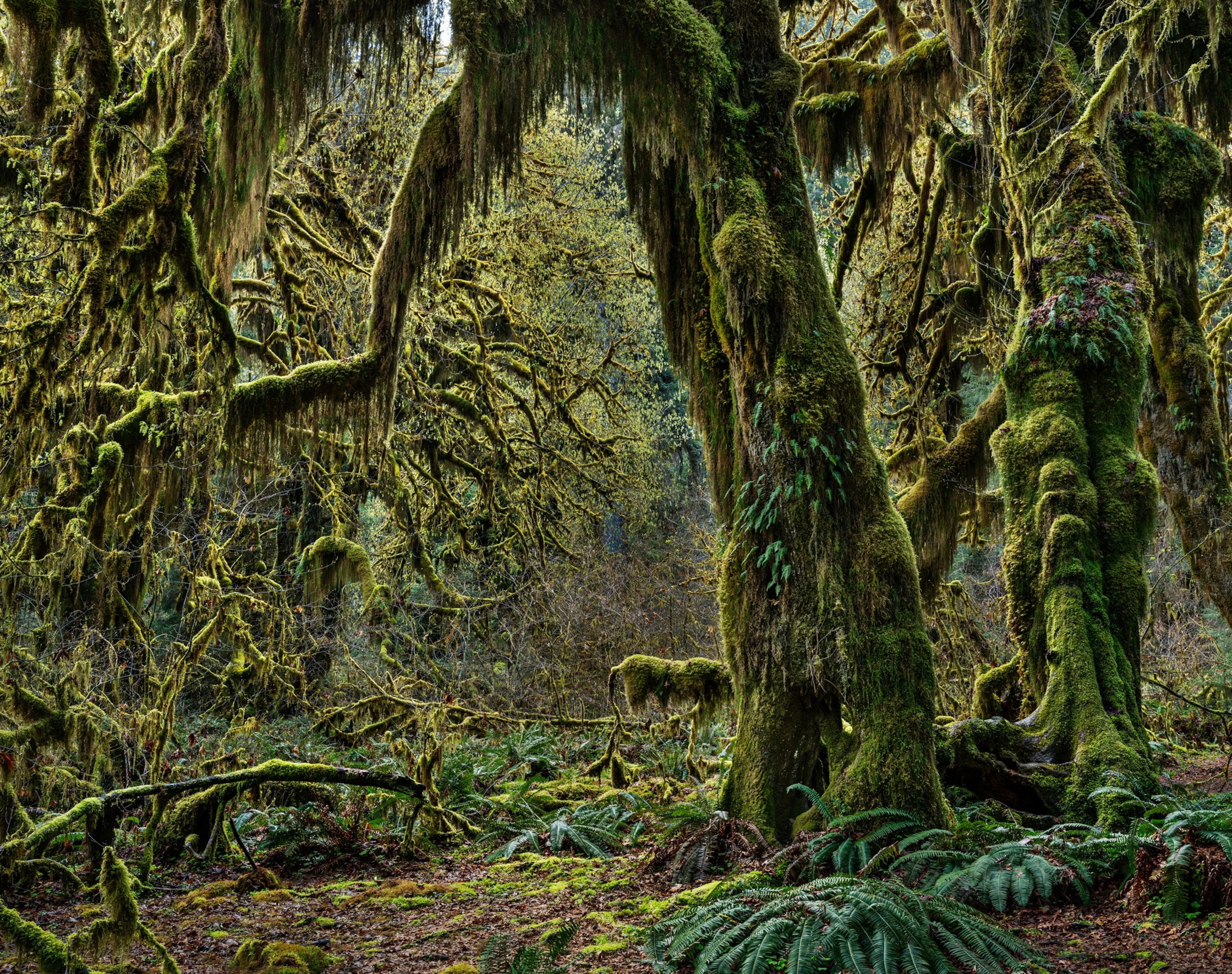 A moss covered tree stands in a forest with numerous shrubs and trees of green stand around it.