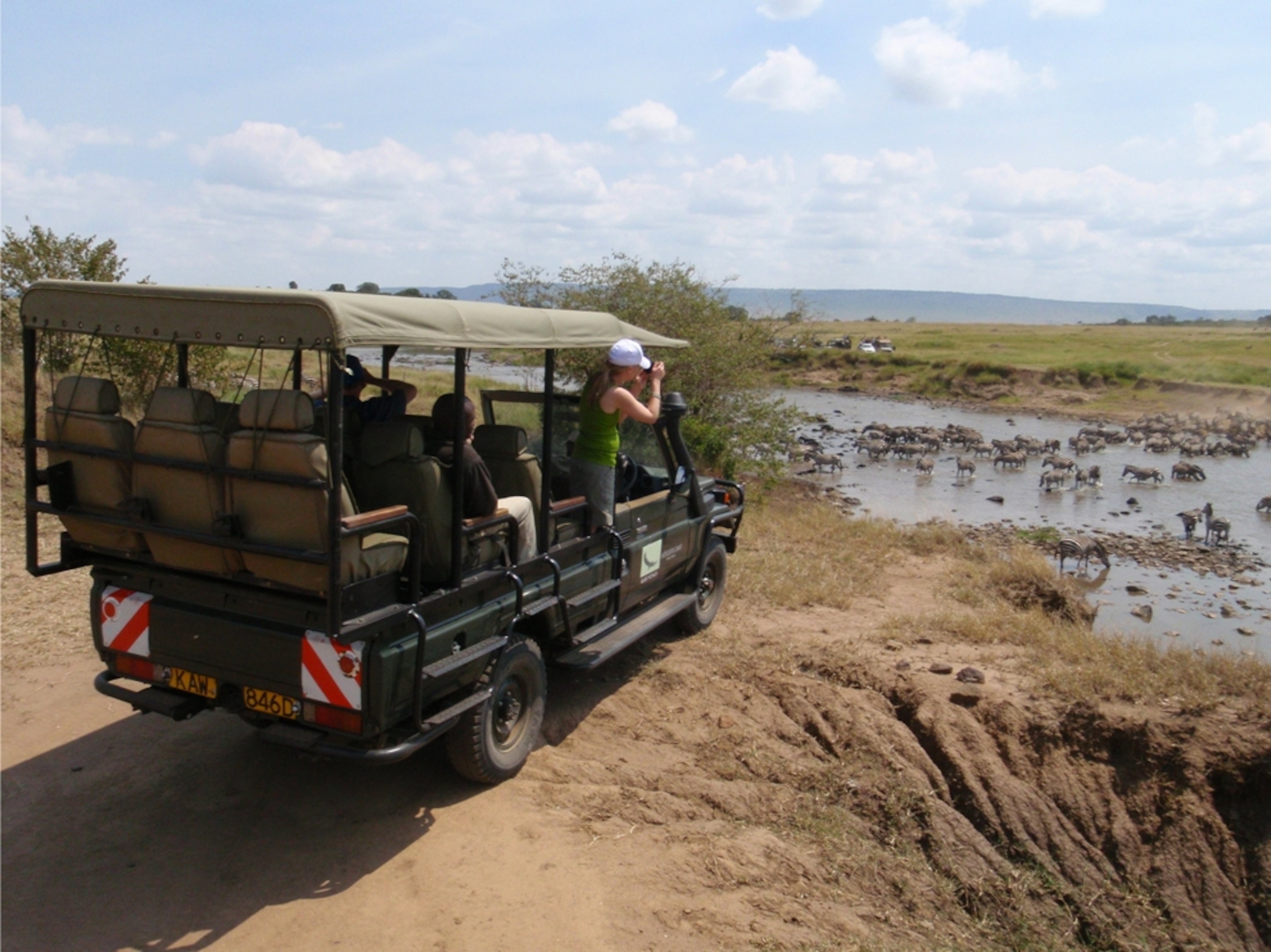 Wildebeest and zebras migrate, Kenya, Africa