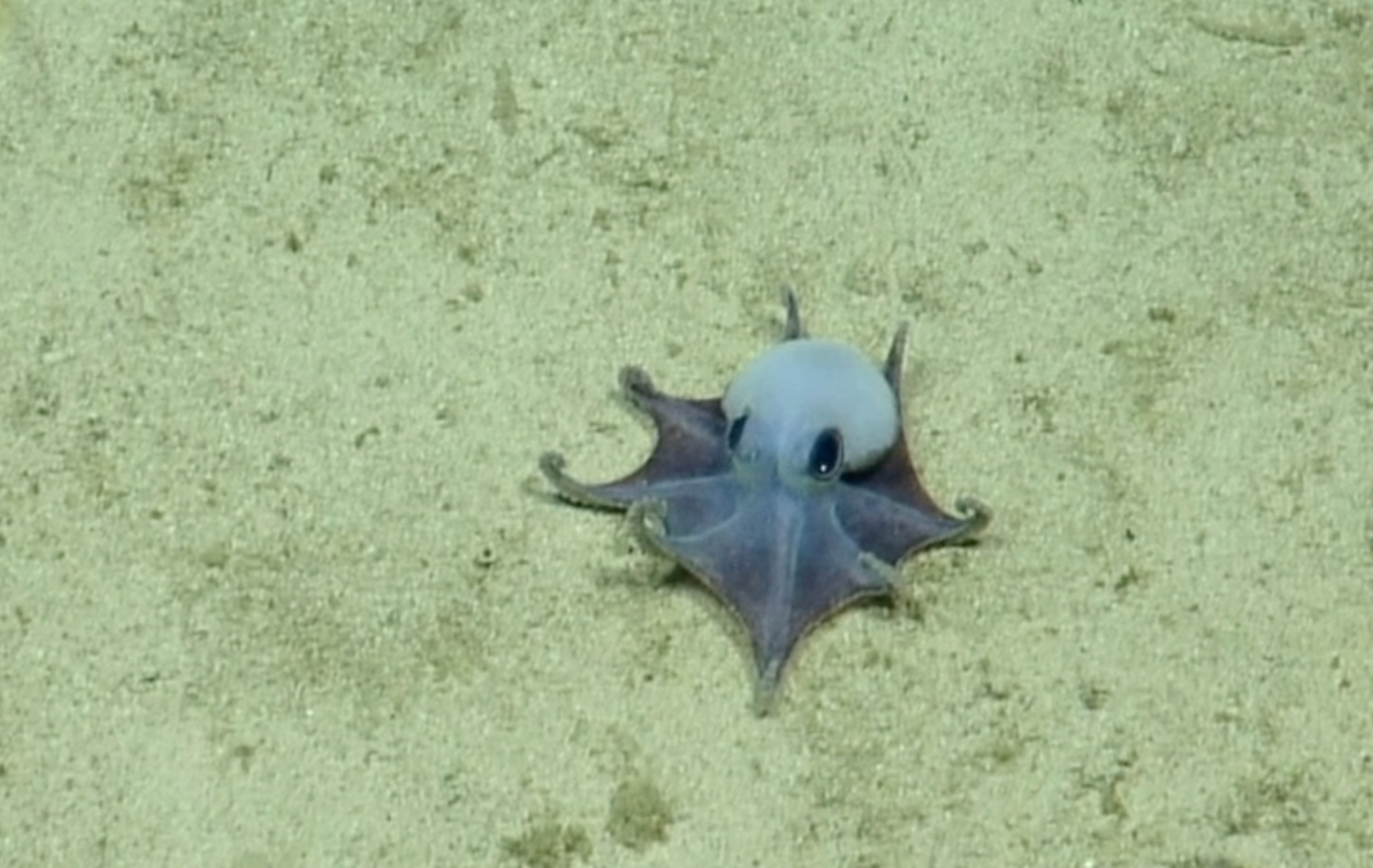 An Microeledone galapagensis underwater on sand