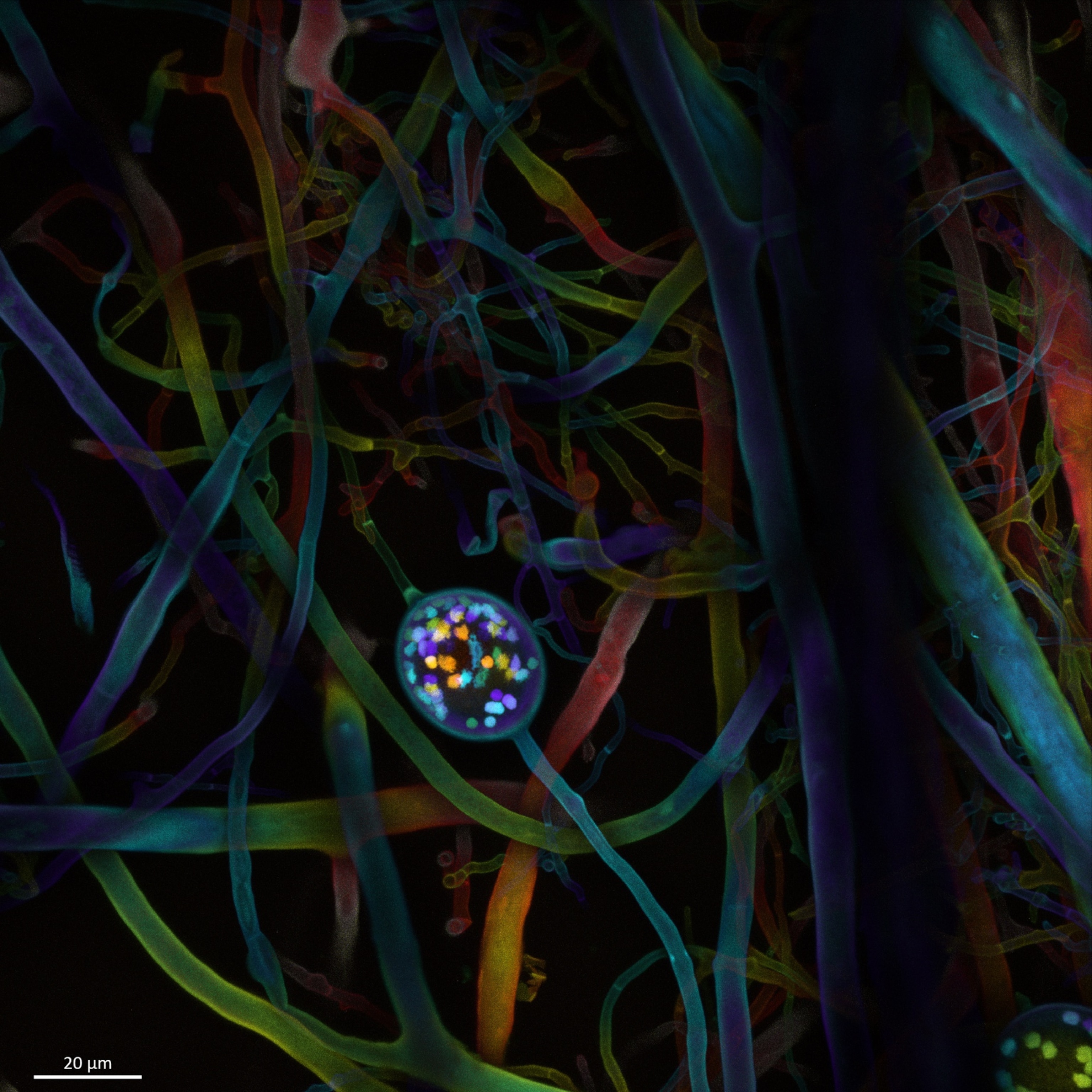 Colorful, intertwined fibers with a glowing, iridescent orb centered.