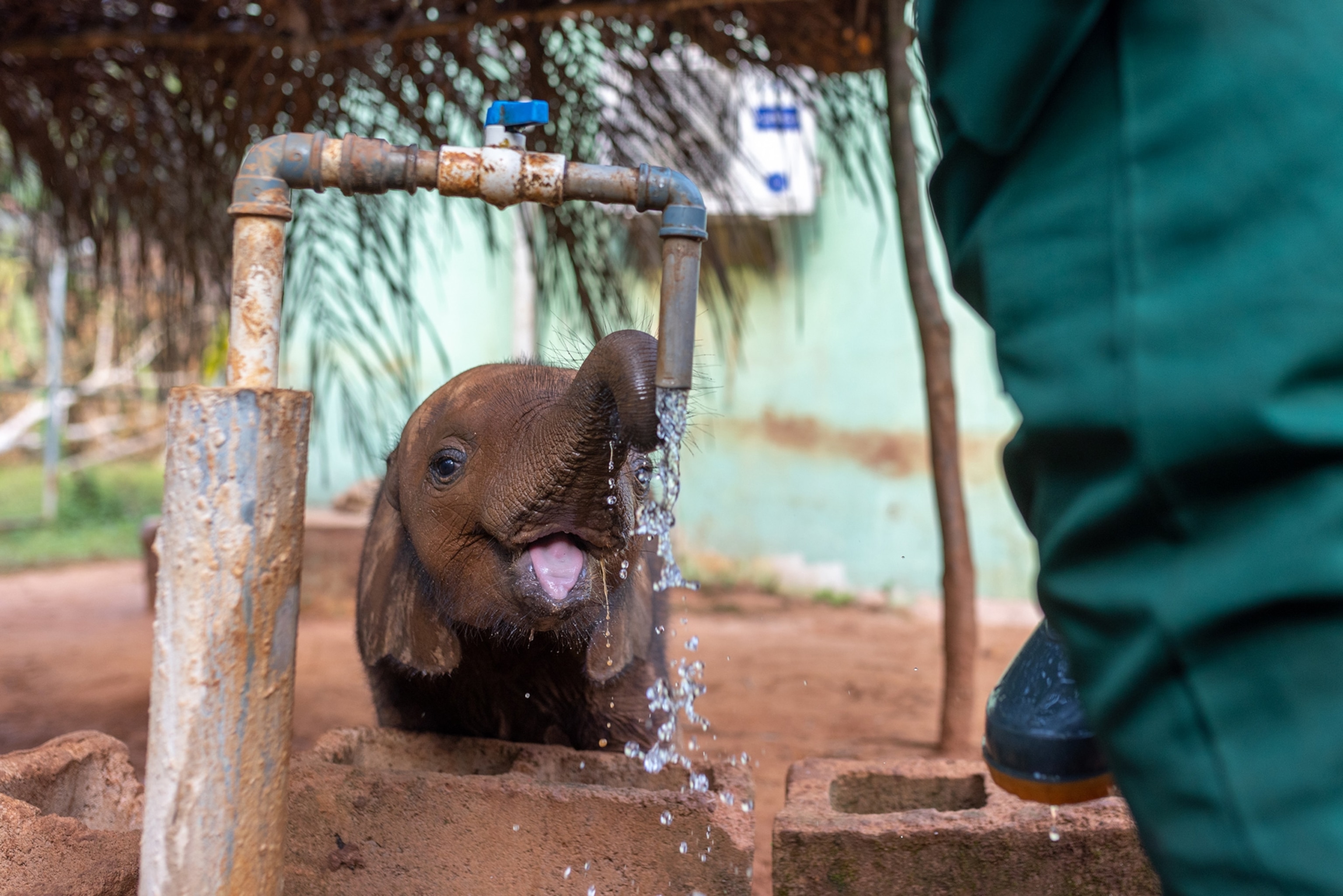 baby elephant drinking water from a faucet