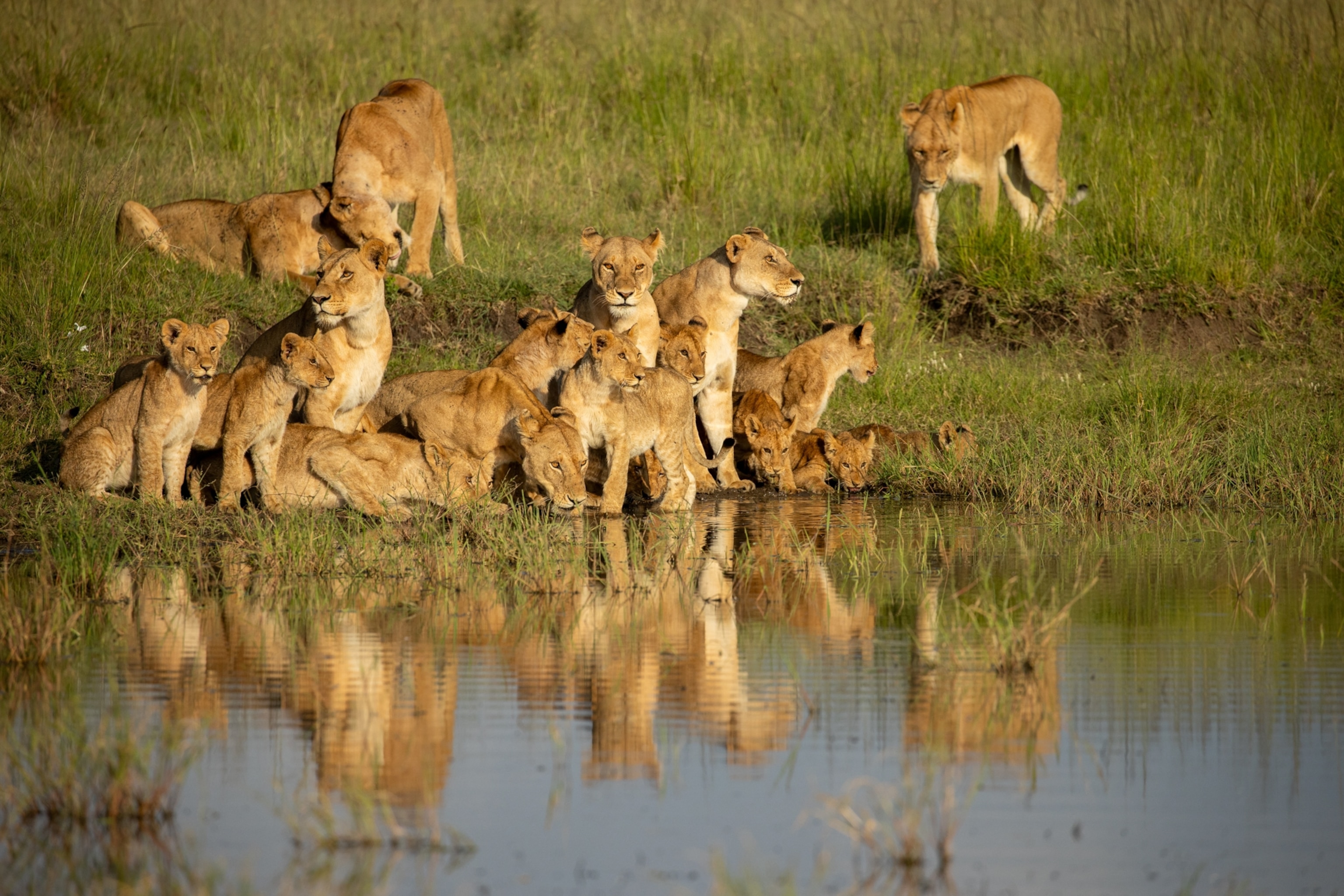 Lions drink and relax at a watering hole.
