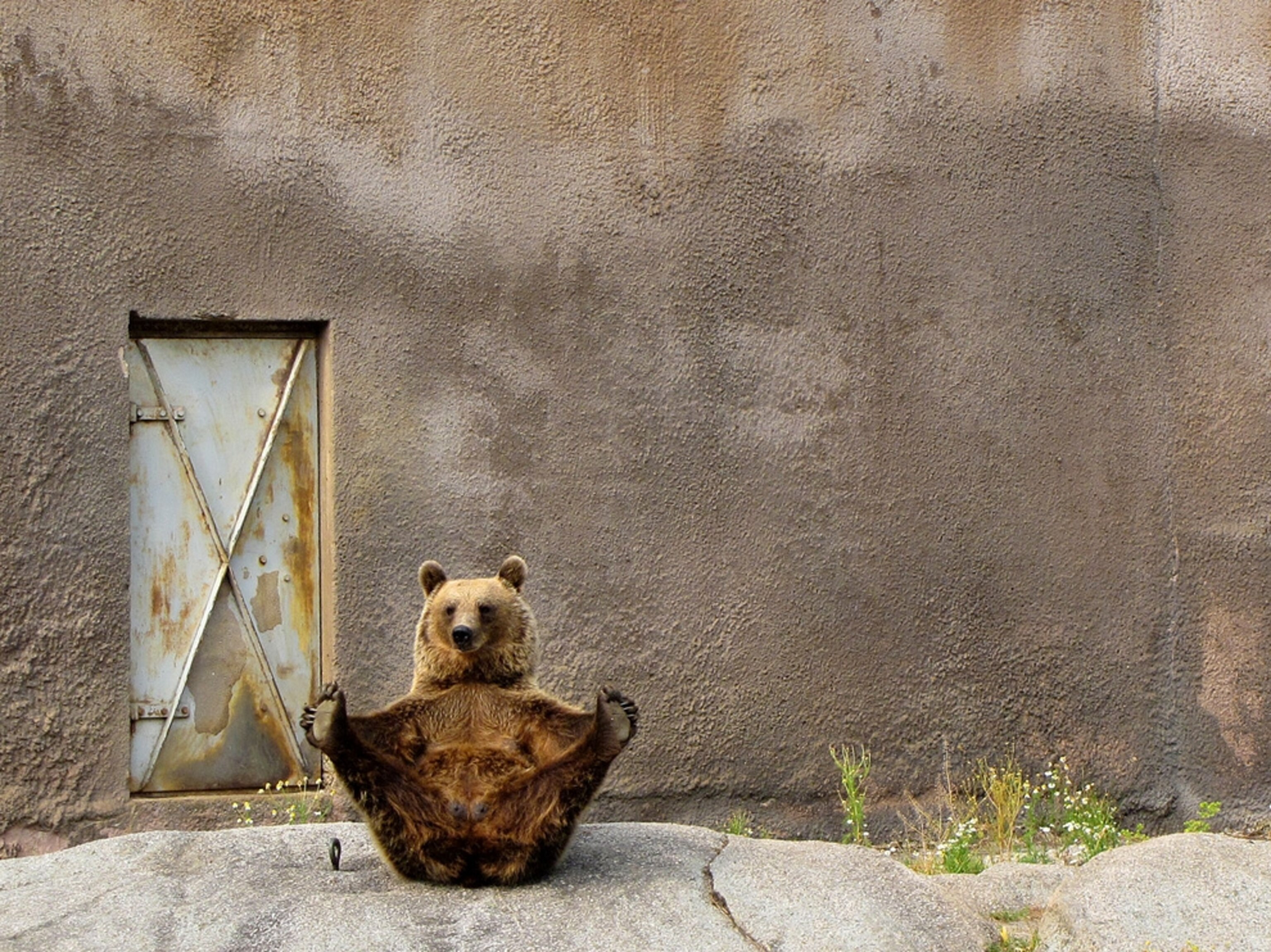 A bear stretching in her enclosure in Finland