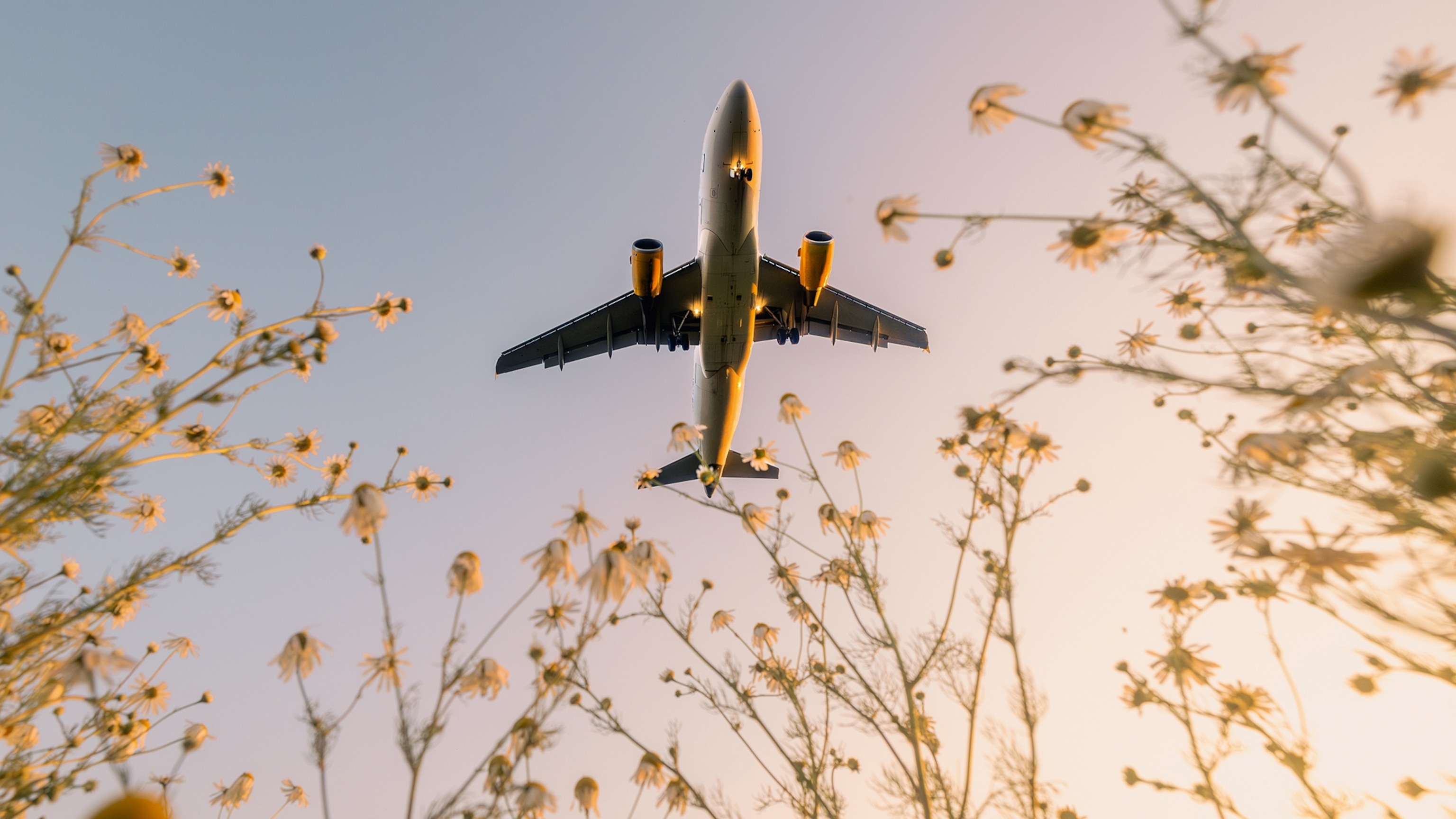 Is it possible to overcome a fear of flying? These converts say yes